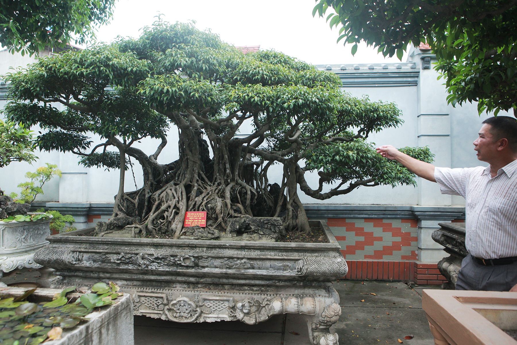 Vườn sanh cổ xứ Huế có giá triệu USD của đại gia Vĩnh Phúc - 6