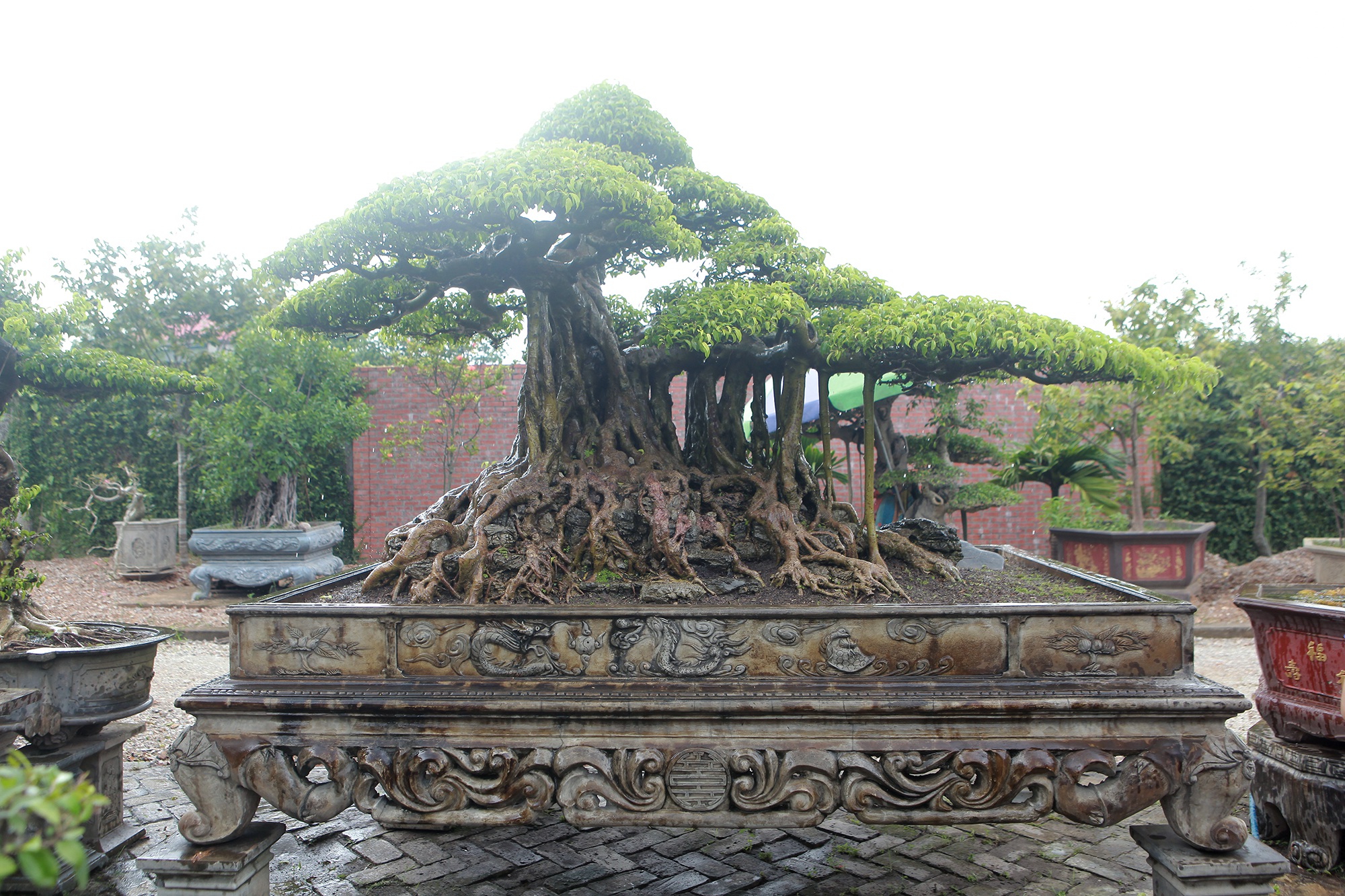 Ngắm cây sanh tiền tỷ mà chủ nhân đã bán nhà, gán ô tô mới rước được về - 10