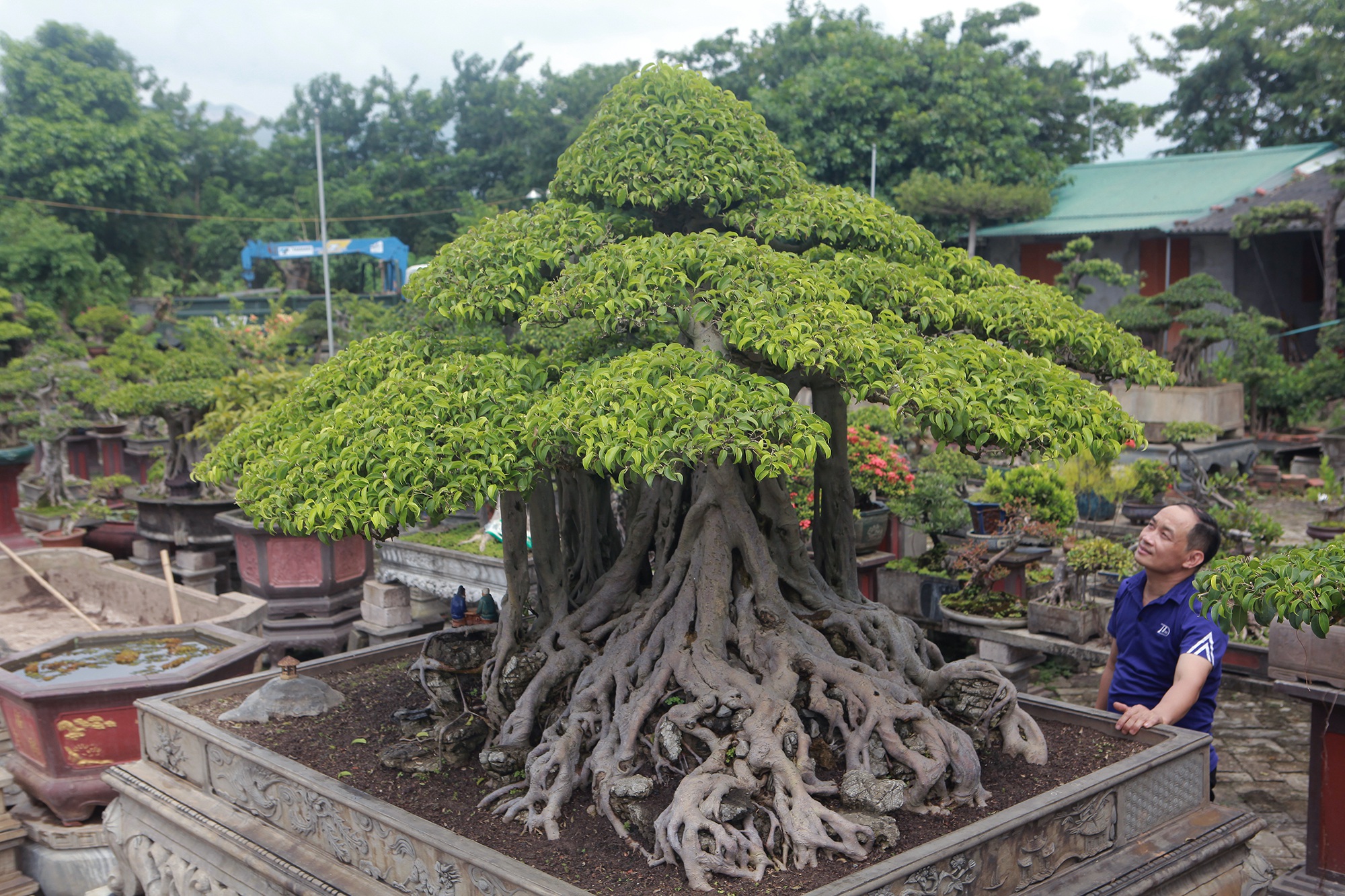 Ngắm cây sanh tiền tỷ mà chủ nhân đã bán nhà, gán ô tô mới rước được về - 4