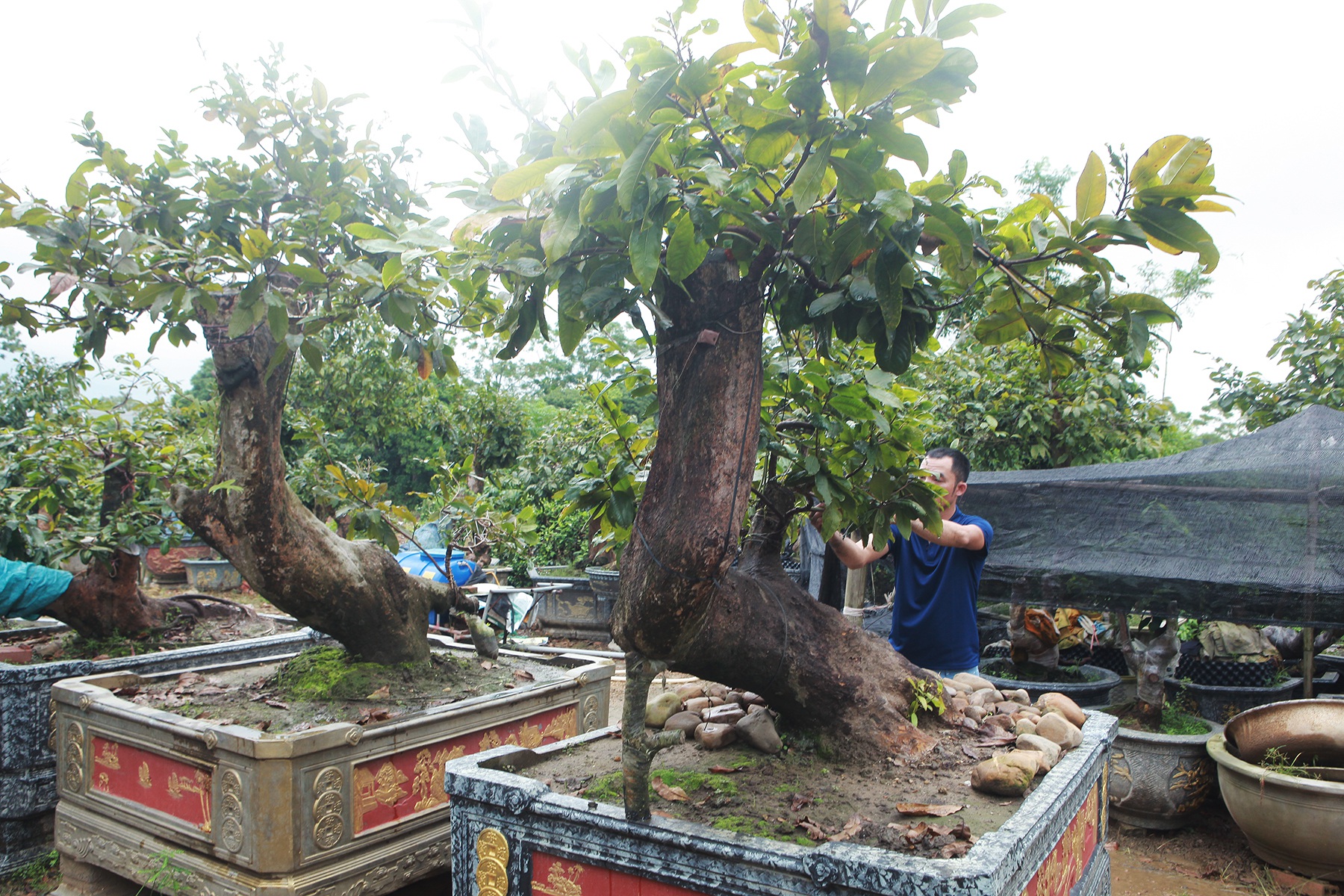 Cặp mai vàng “Tiên đồng - Ngọc nữ” đẹp cỡ nào mà có giá 2 tỷ đồng? - 1