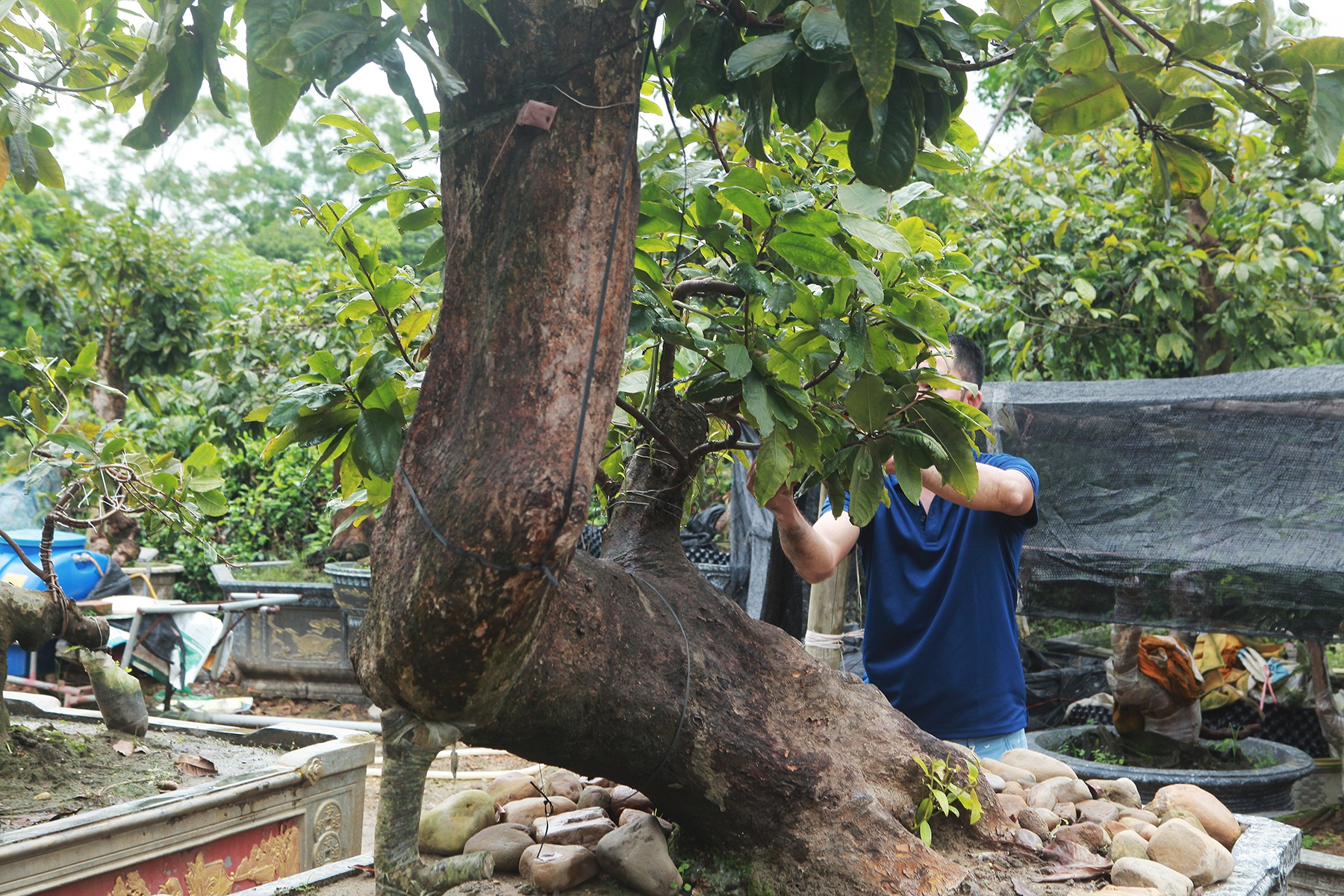 Cặp mai vàng “Tiên đồng - Ngọc nữ” đẹp cỡ nào mà có giá 2 tỷ đồng? - 10