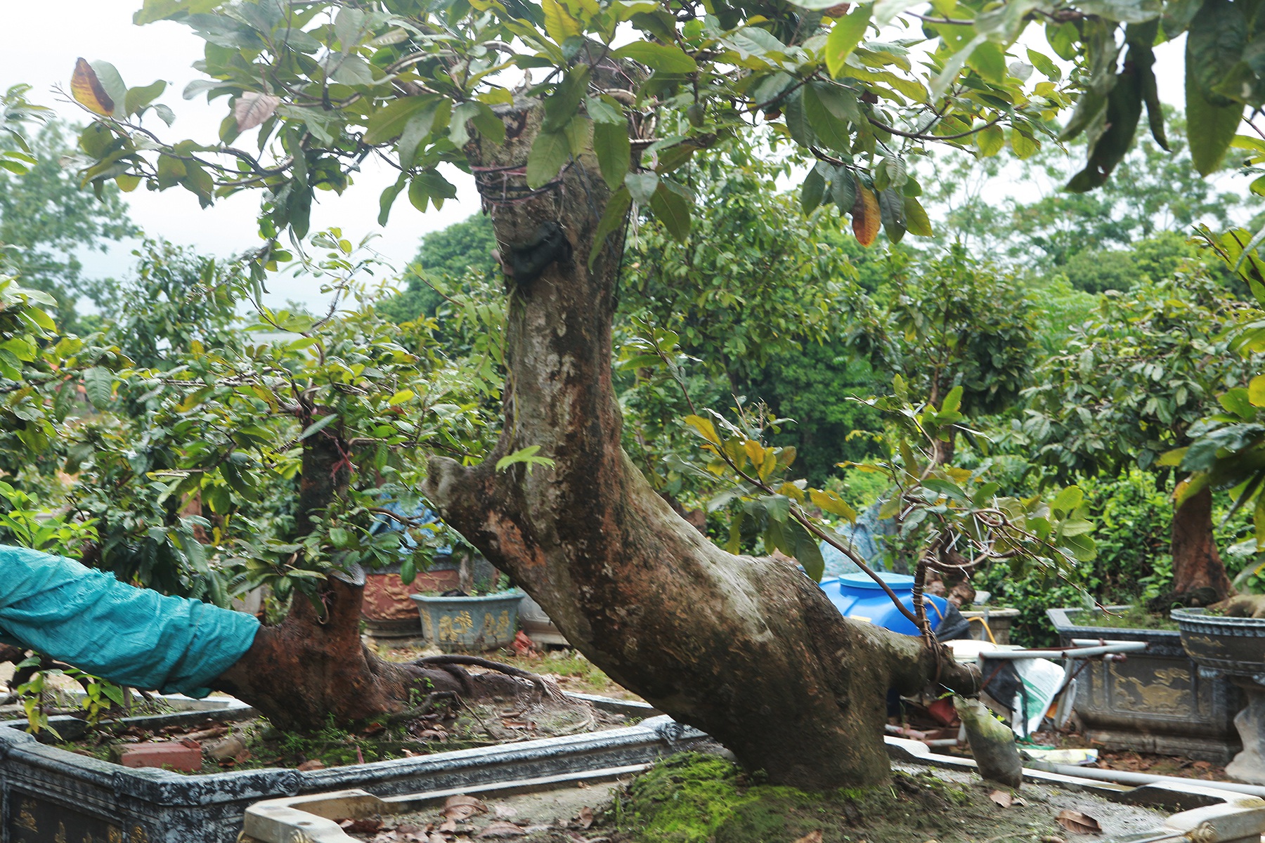 Cặp mai vàng “Tiên đồng - Ngọc nữ” đẹp cỡ nào mà có giá 2 tỷ đồng? - 4