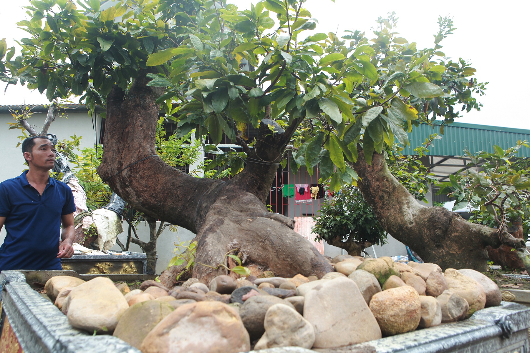 Cặp mai vàng “Tiên đồng - Ngọc nữ” đẹp cỡ nào mà có giá 2 tỷ đồng? - 6