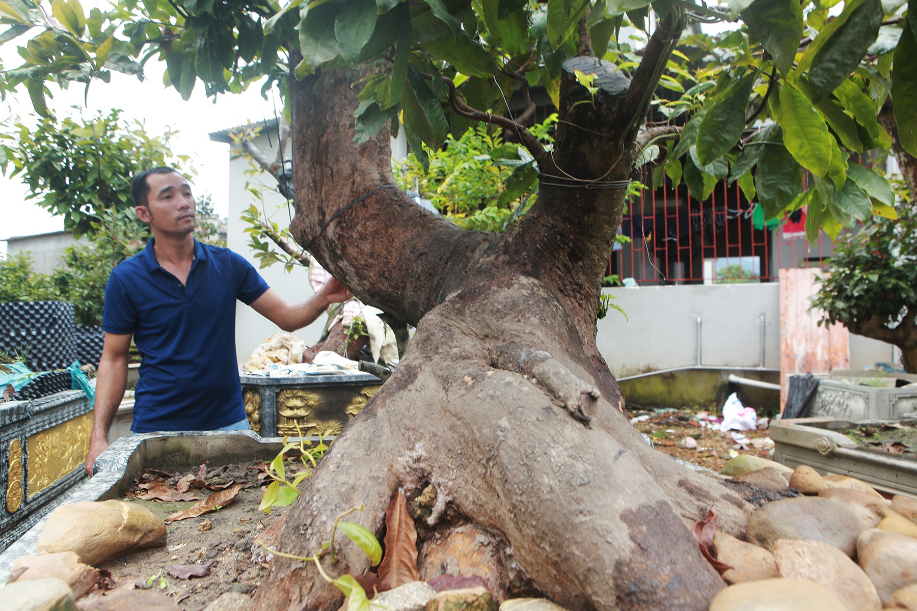 Cặp mai vàng “Tiên đồng - Ngọc nữ” đẹp cỡ nào mà có giá 2 tỷ đồng? - 8