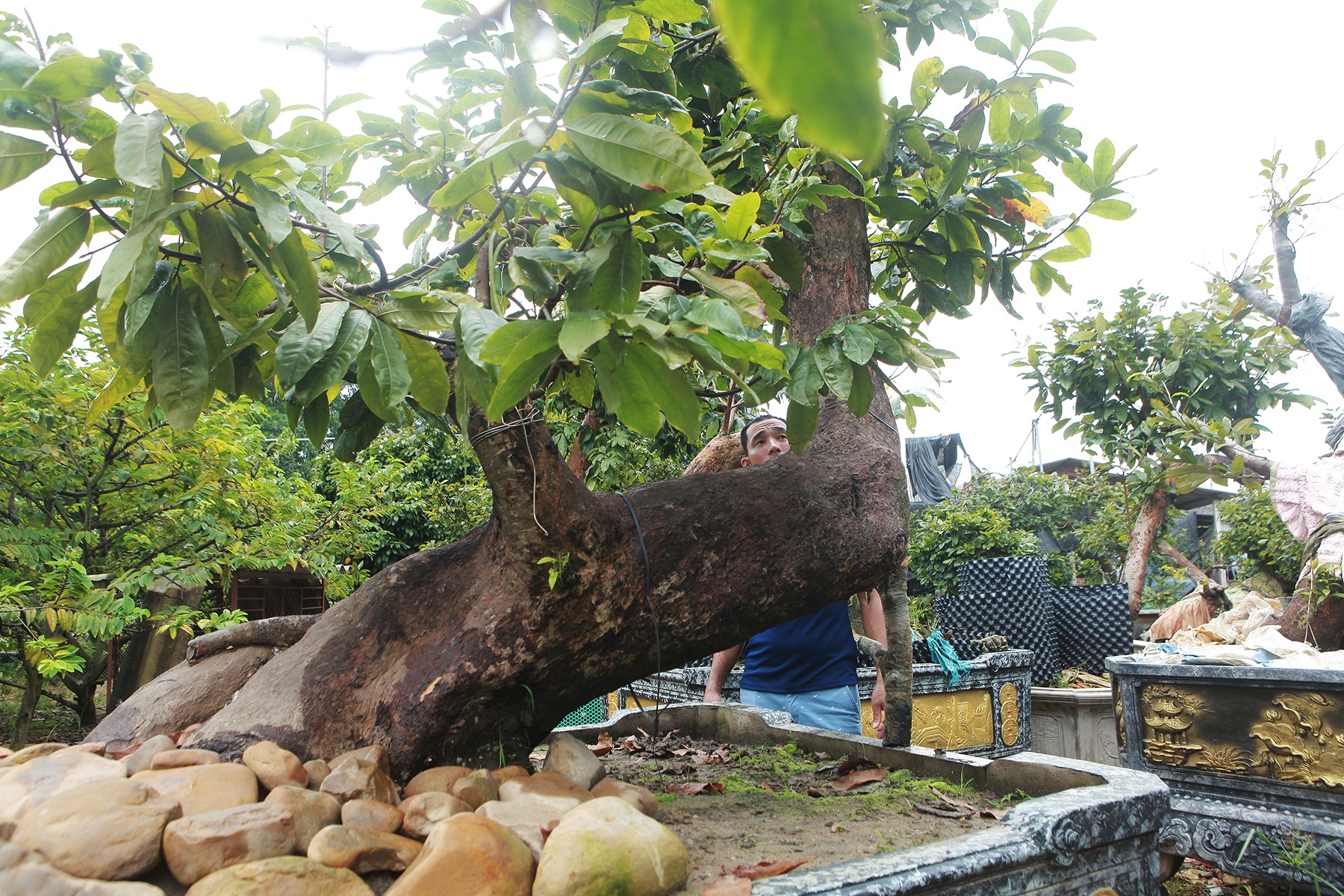 Cặp mai vàng “Tiên đồng - Ngọc nữ” đẹp cỡ nào mà có giá 2 tỷ đồng? - 9