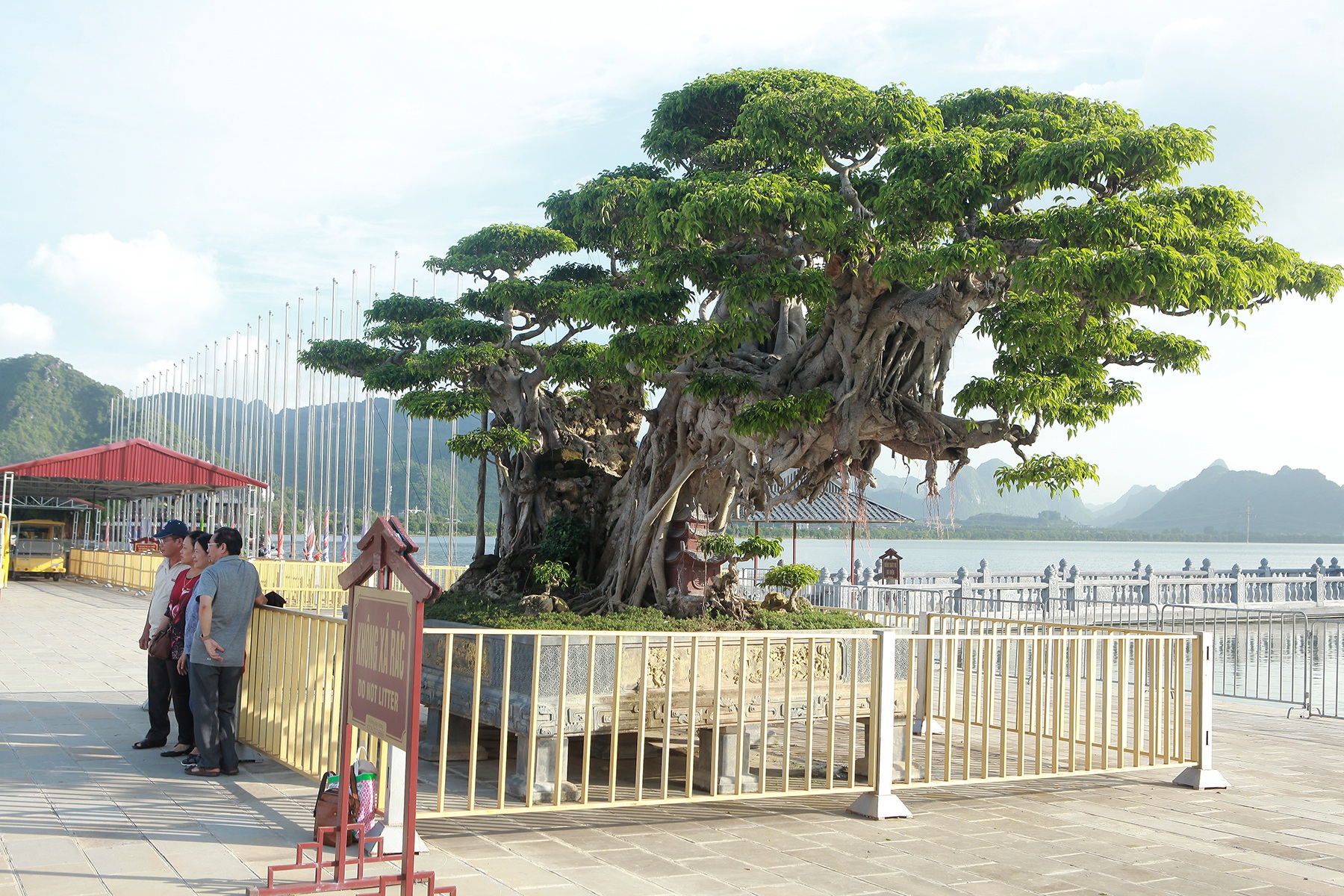 Cây sanh khủng thế nào khiến ông chủ ngôi chùa lớn nhất thế giới mê mẩn? - 2