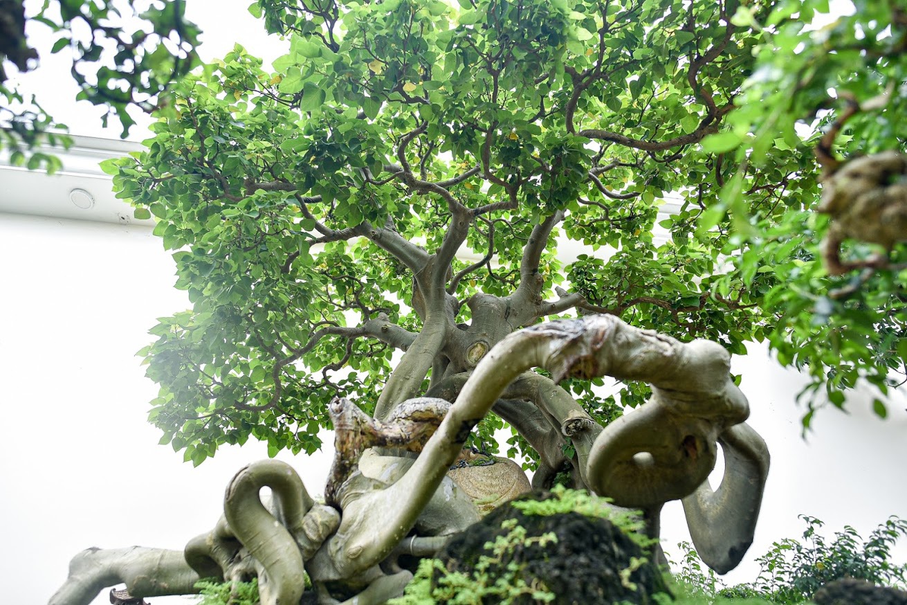 Ngắm bồ đề đắc đạo hàng trăm năm tuổi khiến đại gia khao khát săn lùng - 2