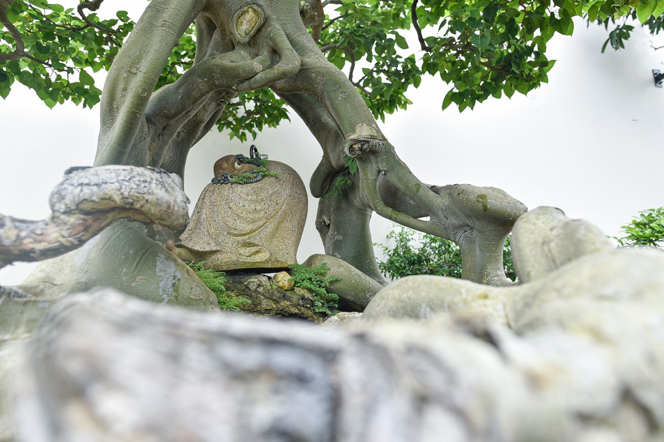 Ngắm bồ đề đắc đạo hàng trăm năm tuổi khiến đại gia khao khát săn lùng - 8