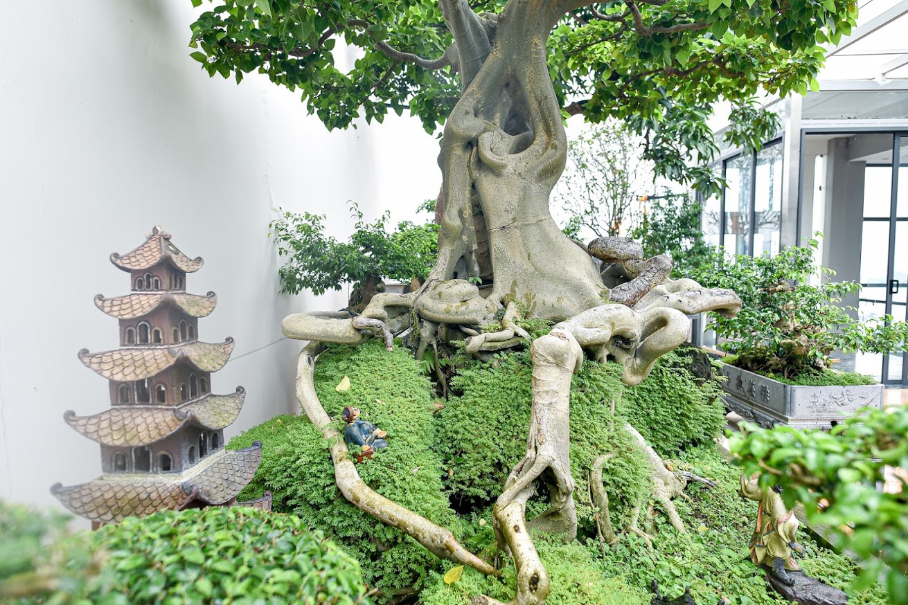 Ngắm bồ đề đắc đạo hàng trăm năm tuổi khiến đại gia khao khát săn lùng - 5