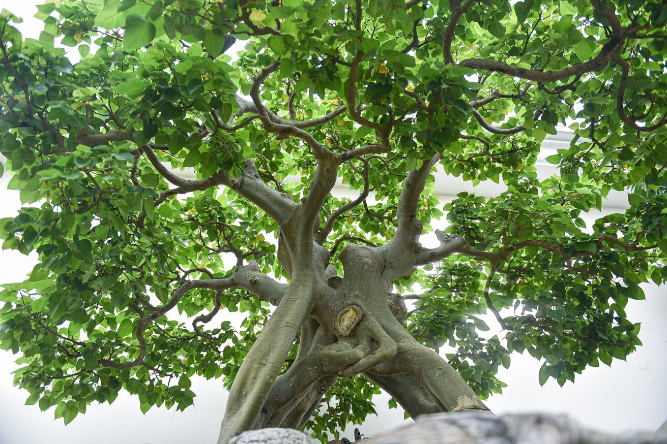 Ngắm bồ đề đắc đạo hàng trăm năm tuổi khiến đại gia khao khát săn lùng - 3