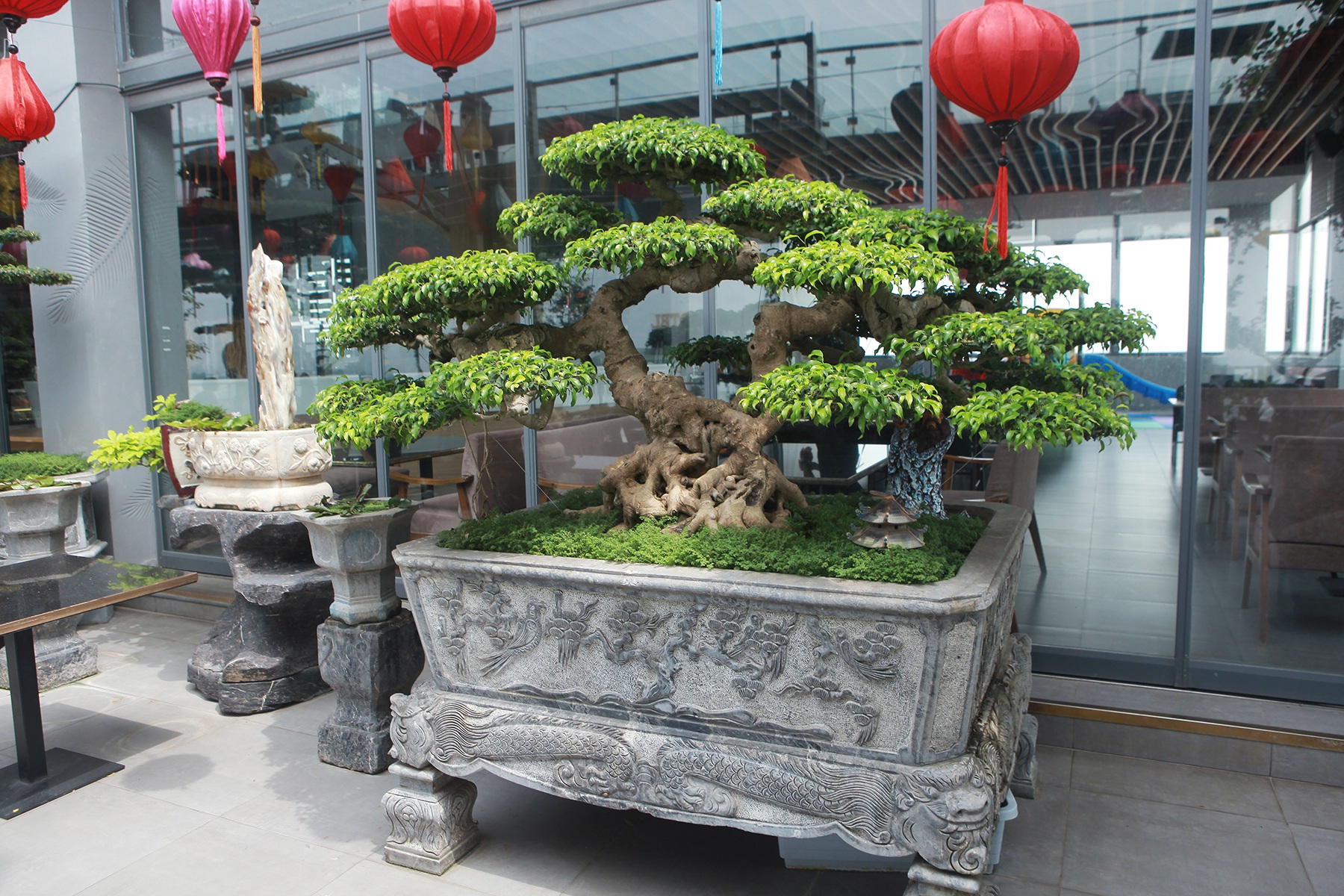 Mãn nhãn với vườn cây bonsai dáng quái giữa “lưng chừng trời” ở Hà Nội - 11