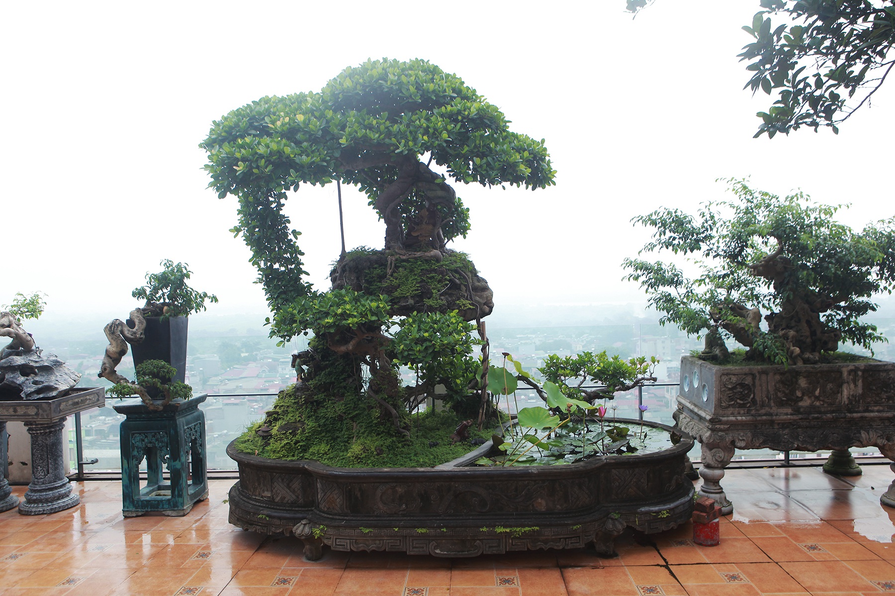 Mãn nhãn với vườn cây bonsai dáng quái giữa “lưng chừng trời” ở Hà Nội - 7
