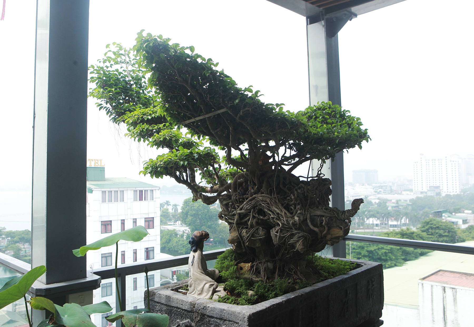 Mãn nhãn với vườn cây bonsai dáng quái giữa “lưng chừng trời” ở Hà Nội - 8