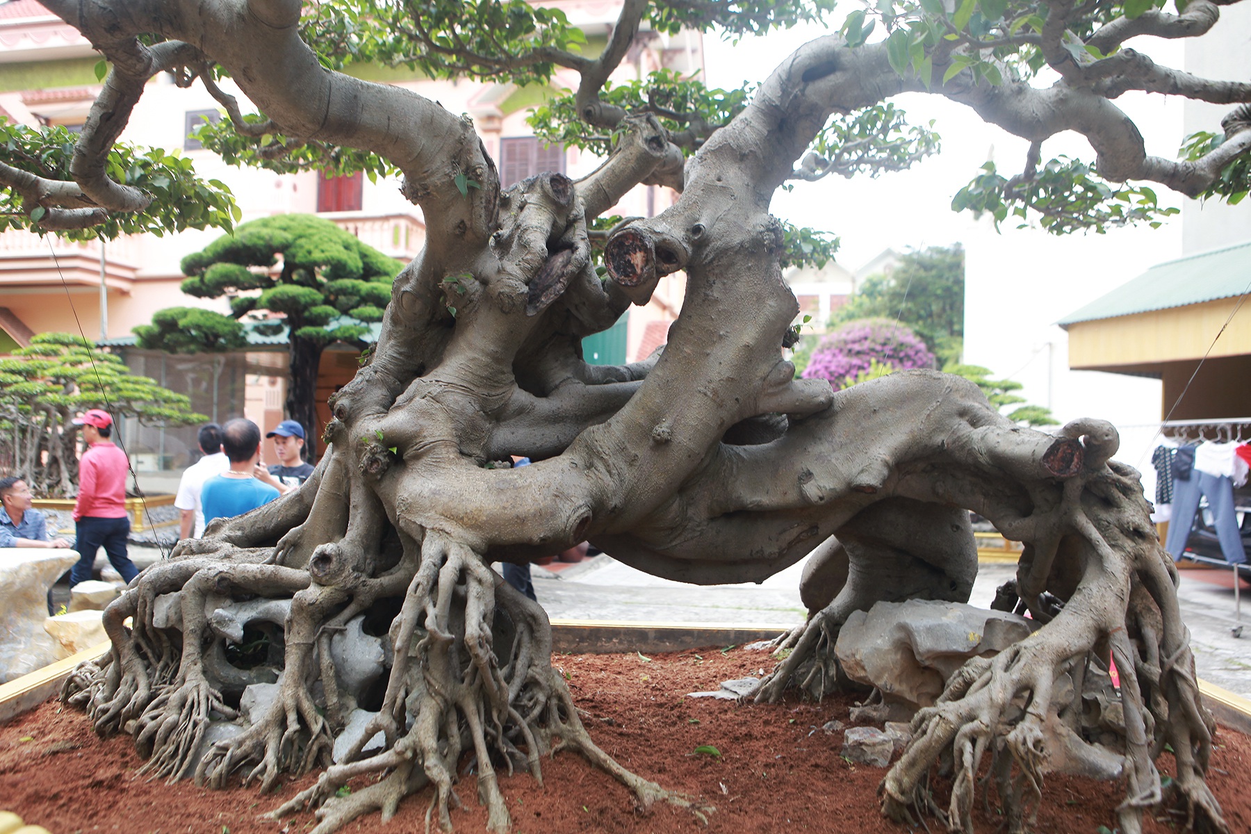 Nữ đại gia giấu chồng, mang 5 tỷ đồng đi mua “siêu cây” dáng quái - 3