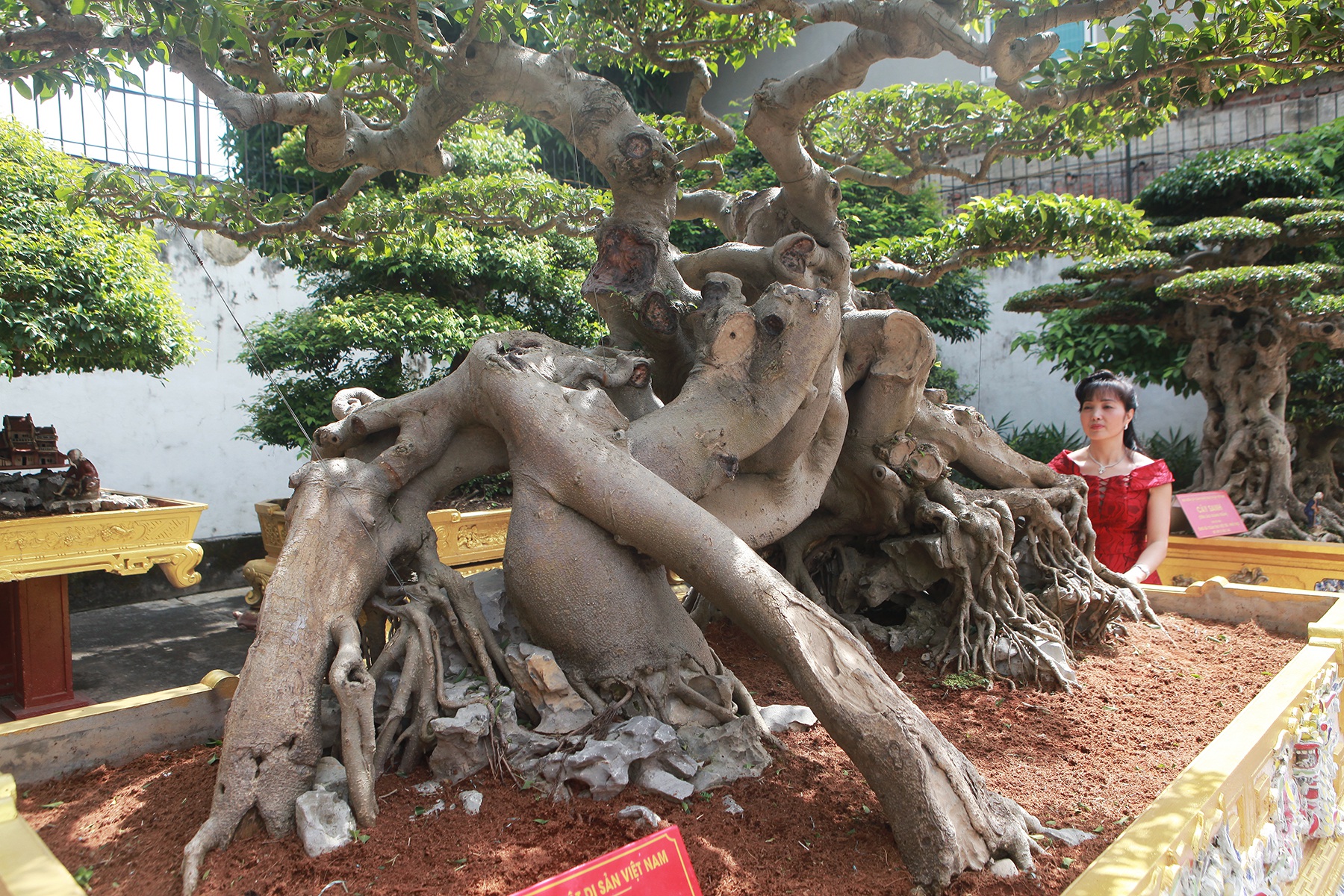 Nữ đại gia giấu chồng, mang 5 tỷ đồng đi mua “siêu cây” dáng quái - 6