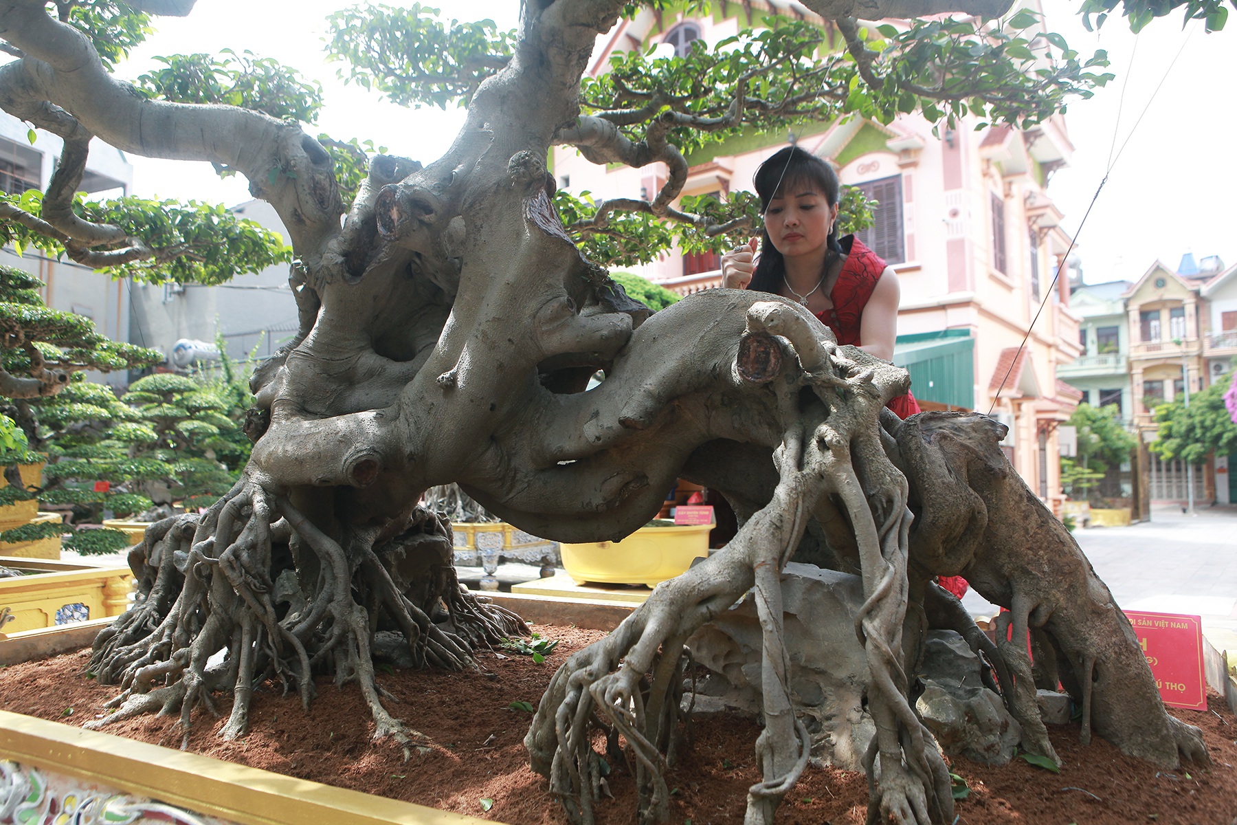 Nữ đại gia giấu chồng, mang 5 tỷ đồng đi mua “siêu cây” dáng quái - 9