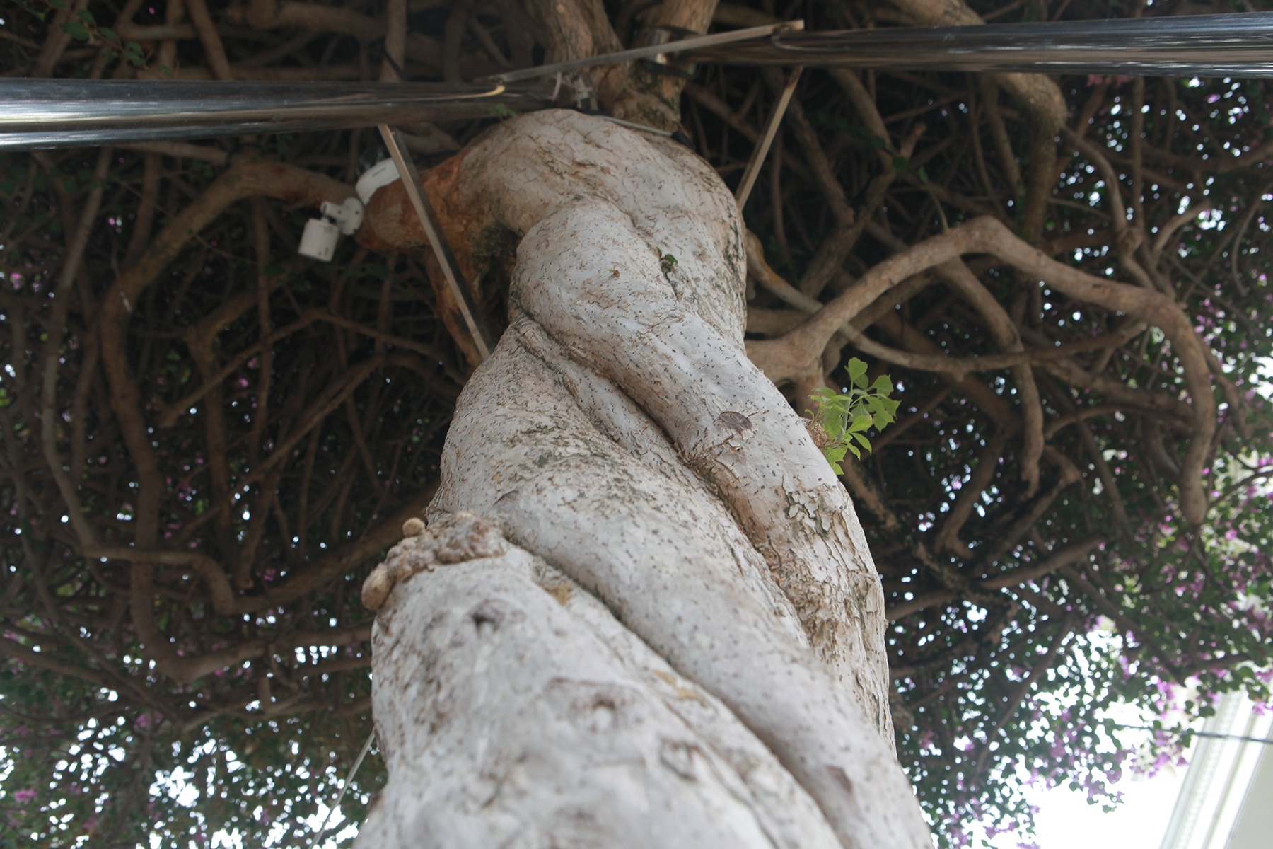 Vạn hoa lầu giá 2 tỷ đồng của nữ đại gia khả ái khiến khách xem sửng sốt - 5