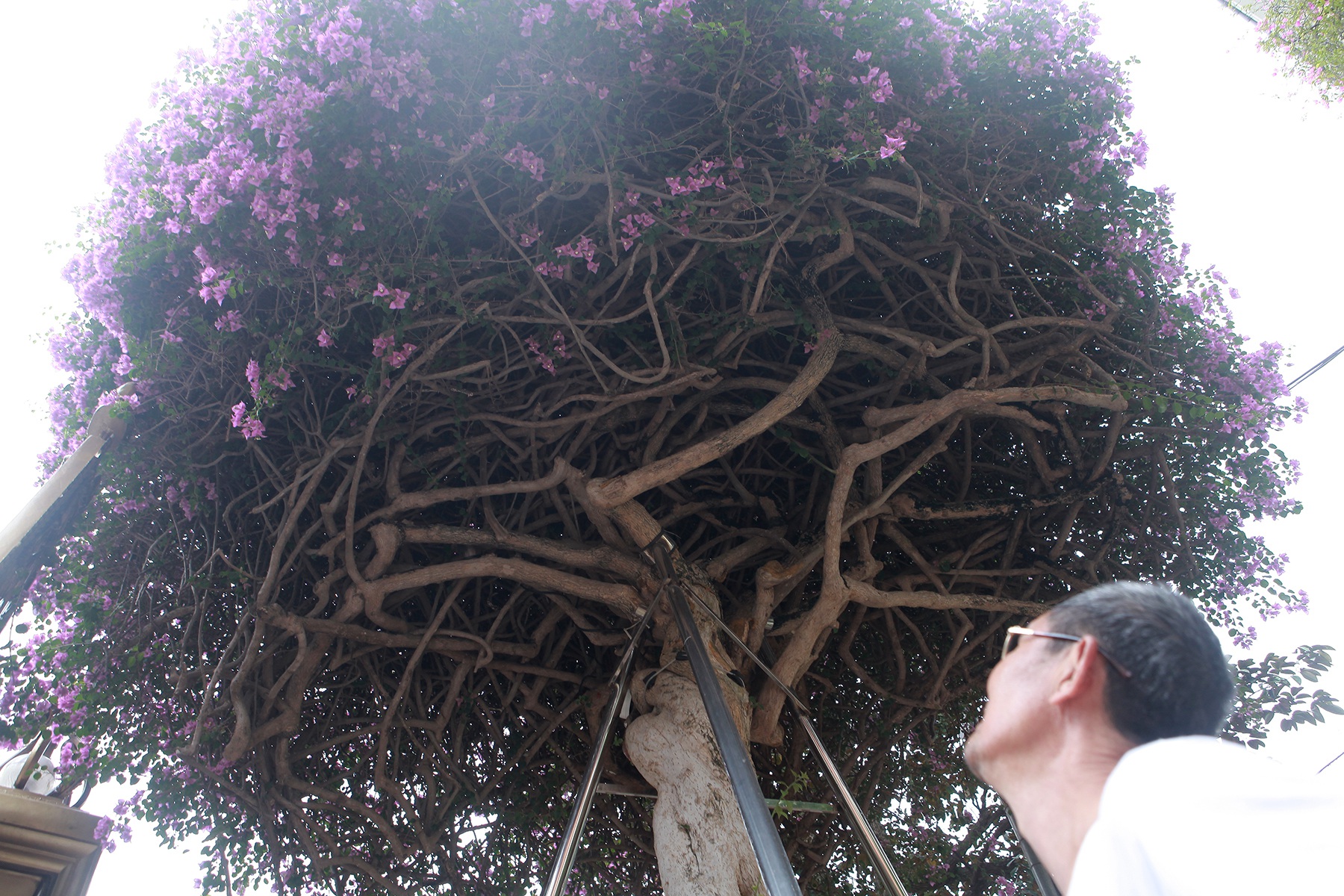 Vạn hoa lầu giá 2 tỷ đồng của nữ đại gia khả ái khiến khách xem sửng sốt - 7