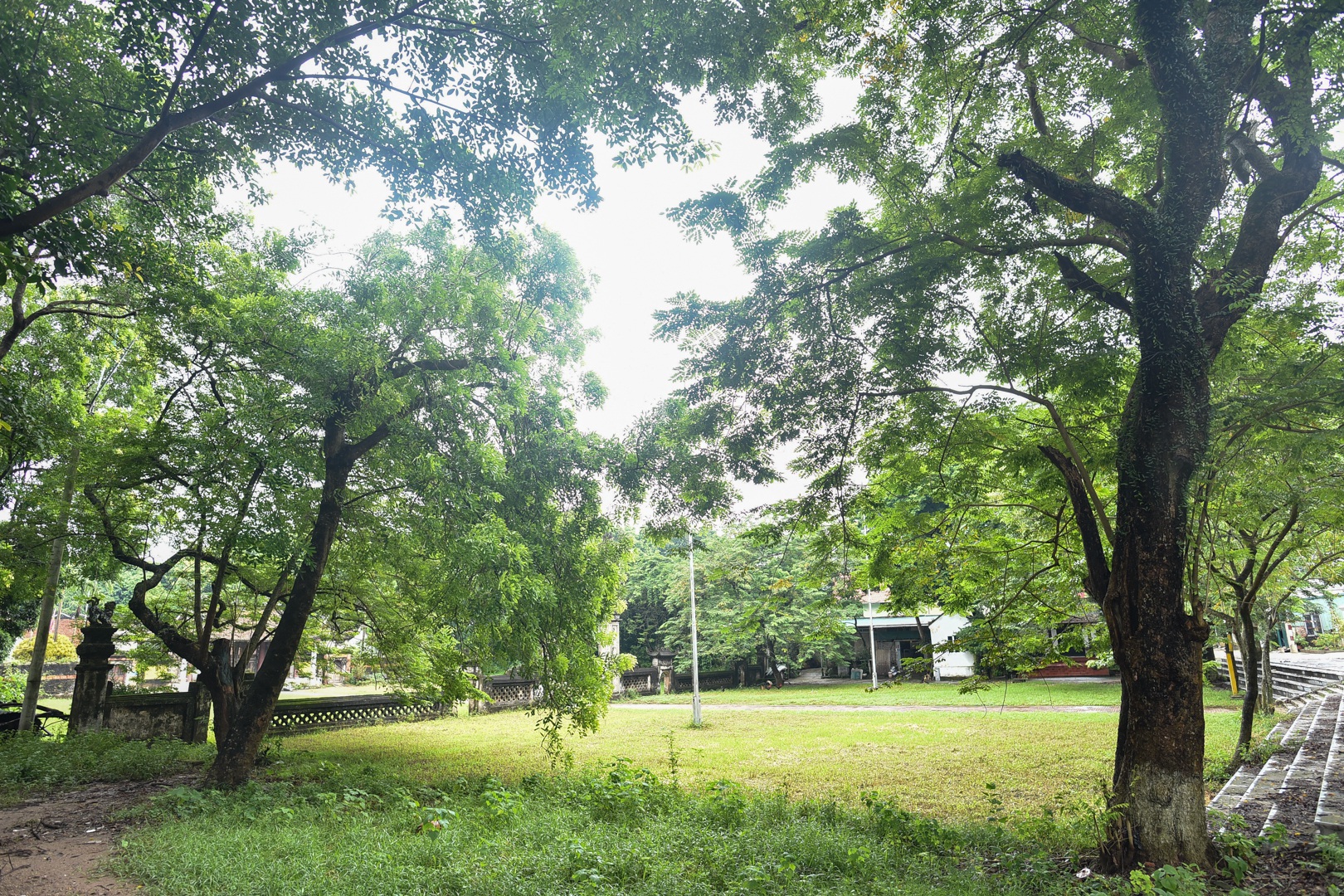 Báu vật “cụ” sưa trăm tuổi, giá 60 tỷ đồng ở ngôi đình cổ Hà Nội - 3