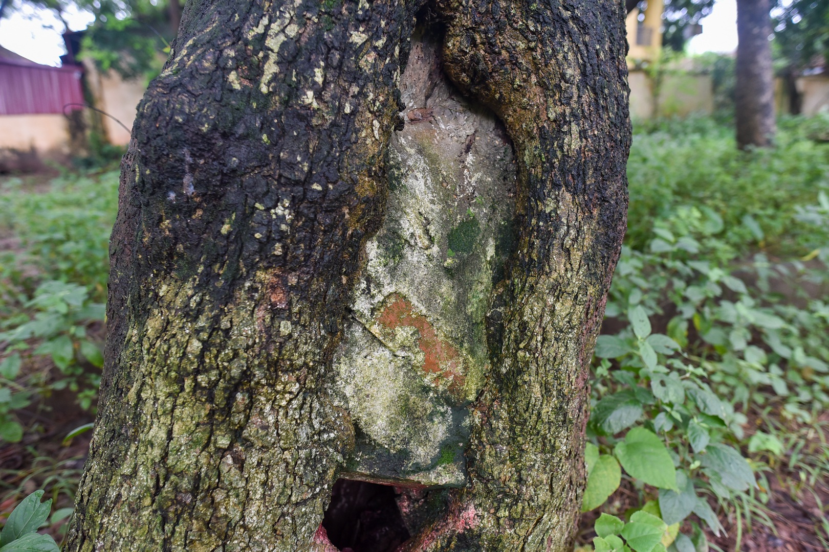 Báu vật “cụ” sưa trăm tuổi, giá 60 tỷ đồng ở ngôi đình cổ Hà Nội - 9