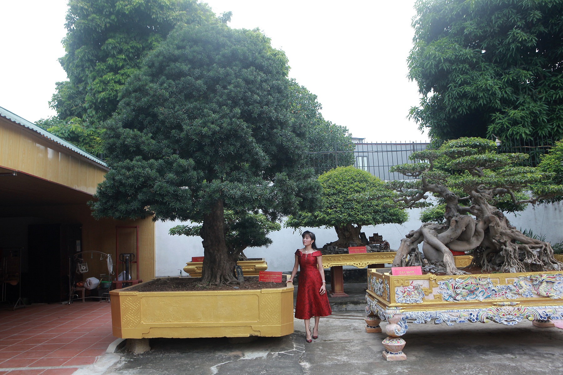 Nữ đại gia bỏ đam mê siêu xe sang để tậu tùng cổ triệu đô - 5