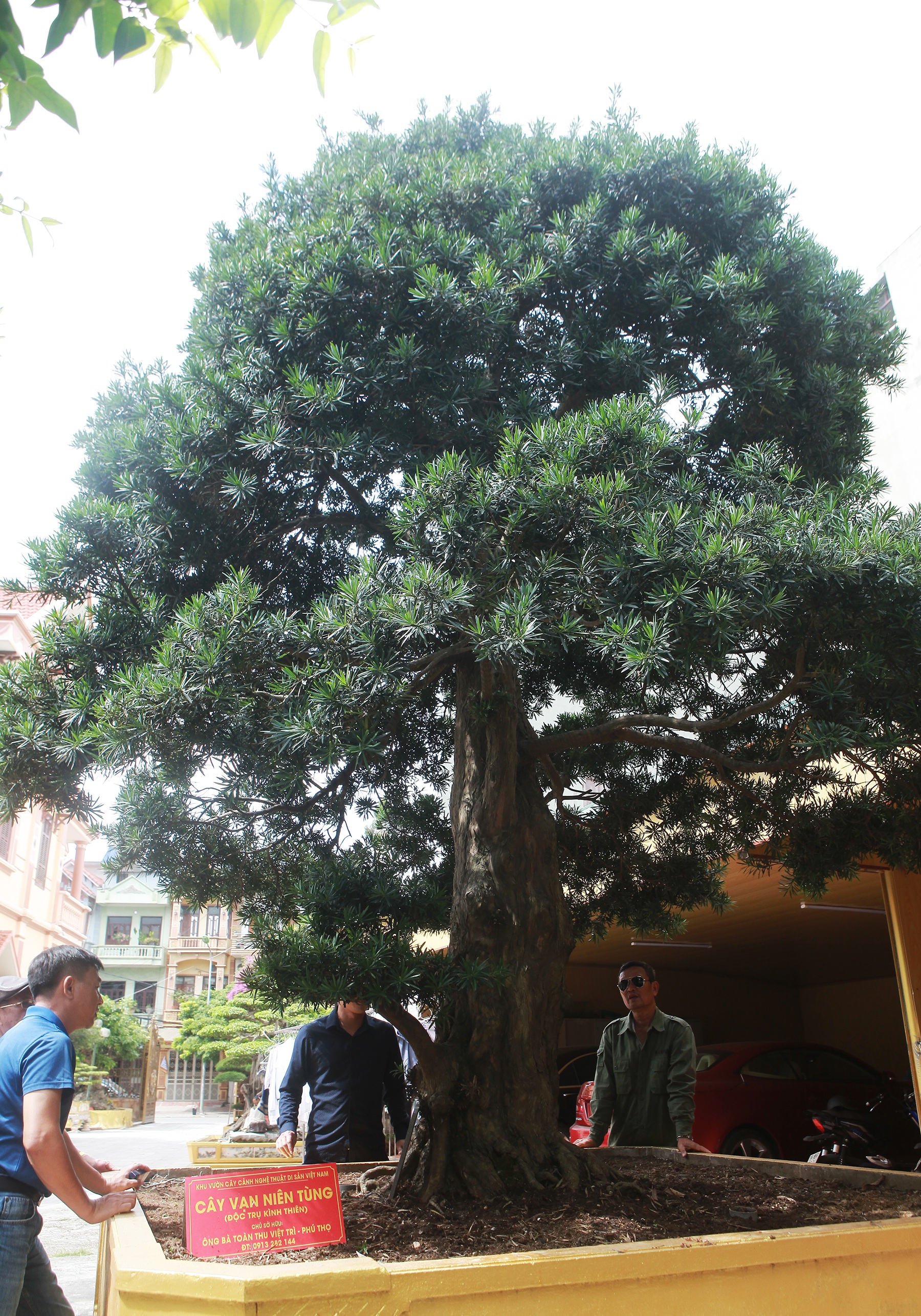 Nữ đại gia bỏ đam mê siêu xe sang để tậu tùng cổ triệu đô - 6