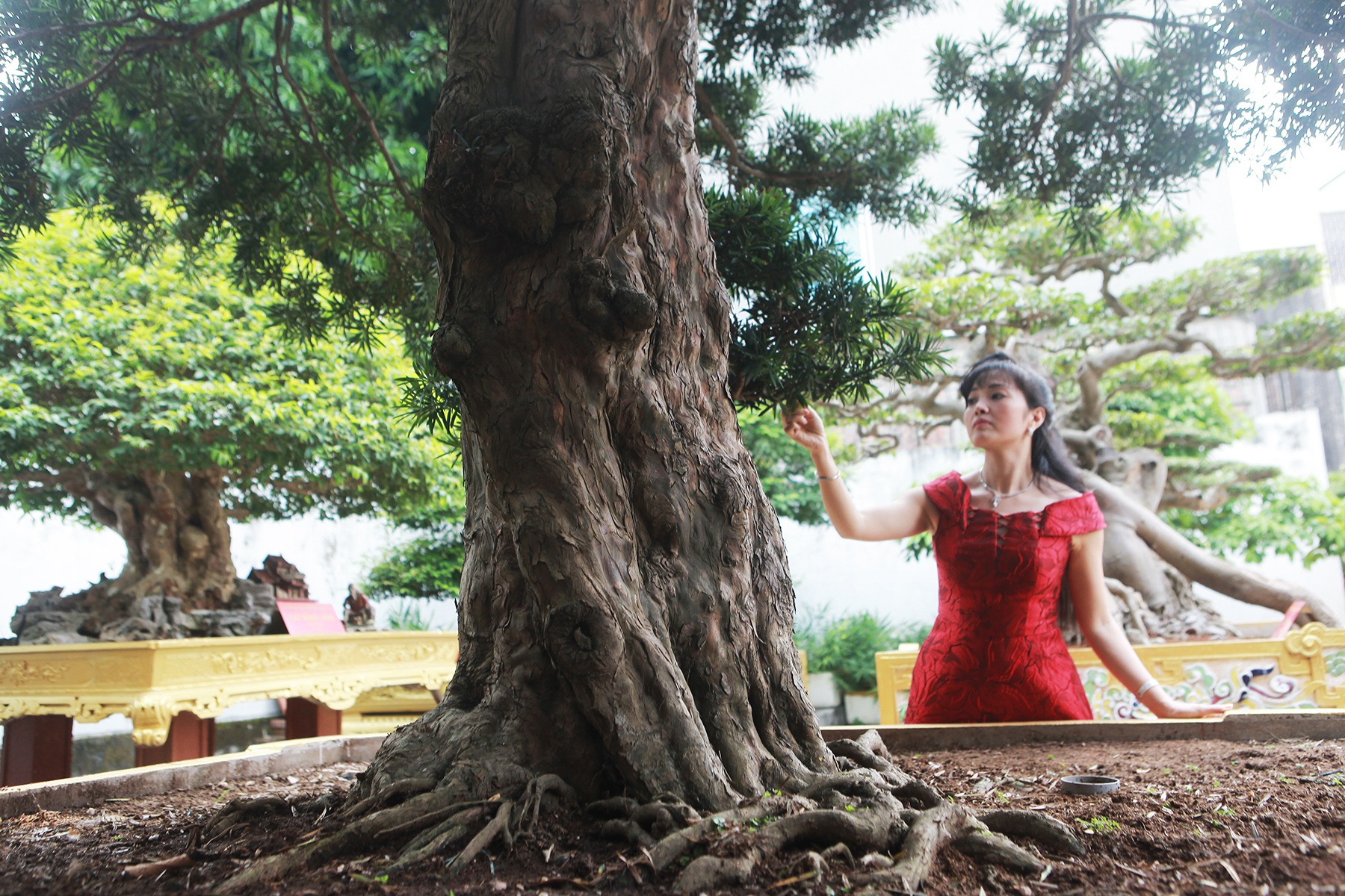 Nữ đại gia bỏ đam mê siêu xe sang để tậu tùng cổ triệu đô - 7