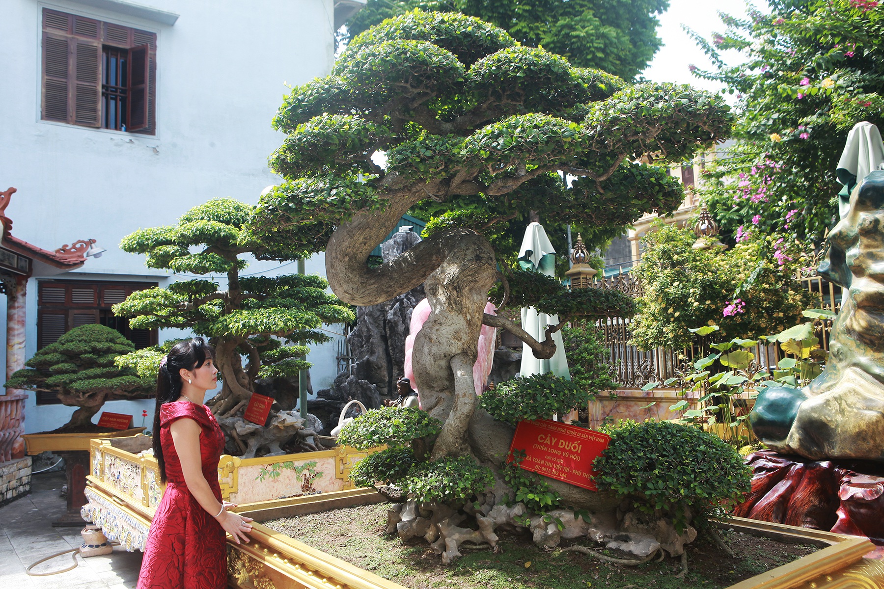 Chiêm ngưỡng cây duối cổ độc nhất vô nhị, trả giá 14 tỷ đồng không bán - 2