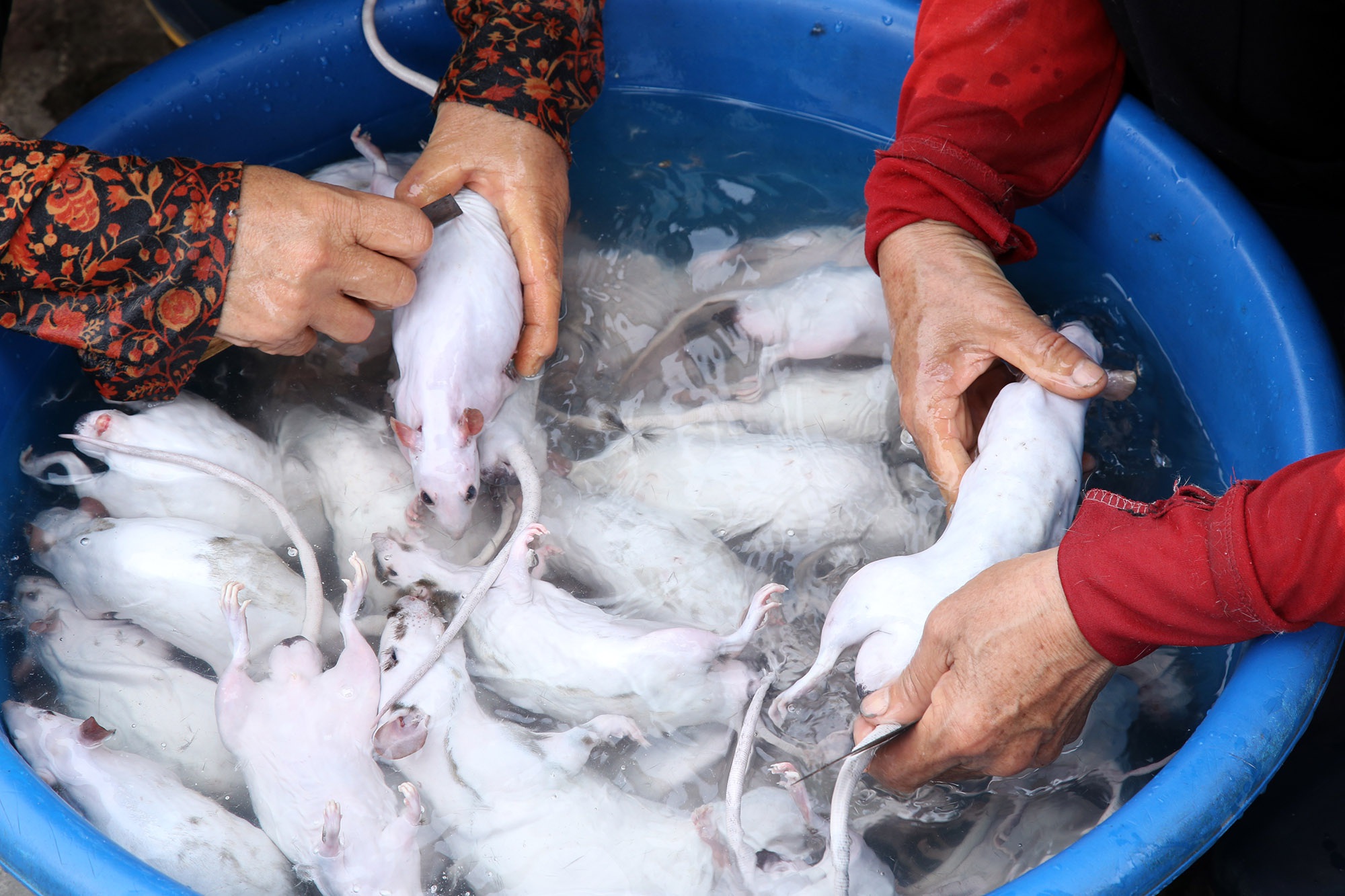 Món thịt chuột đặc sản của người làng Giống - 3