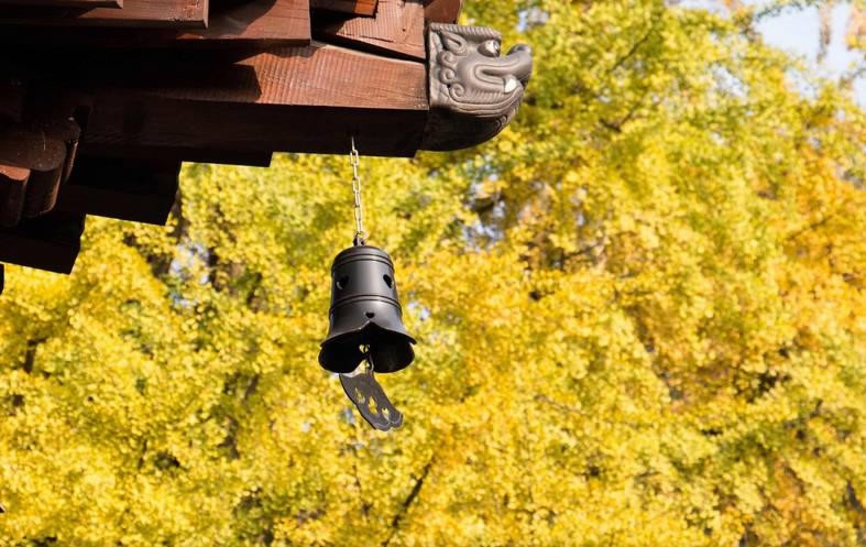 Cổ thụ hơn 1.400 năm nhuộm vàng rực sân chùa, thu hút 70.000 khách/ngày - 5