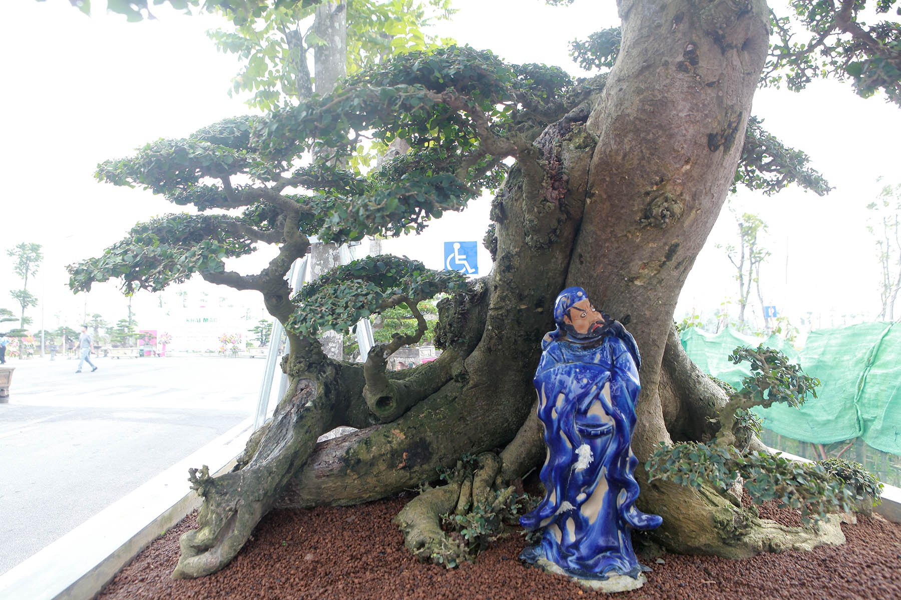 Cặp cây “không tuổi” có gì mà nhiều đại gia thèm muốn, trả giá tiền tỷ? - 11