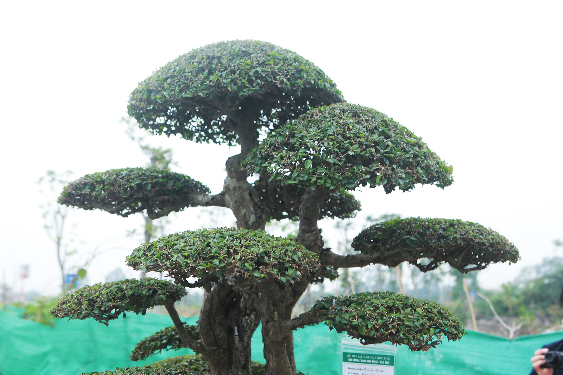 Cặp cây “không tuổi” có gì mà nhiều đại gia thèm muốn, trả giá tiền tỷ? - 3