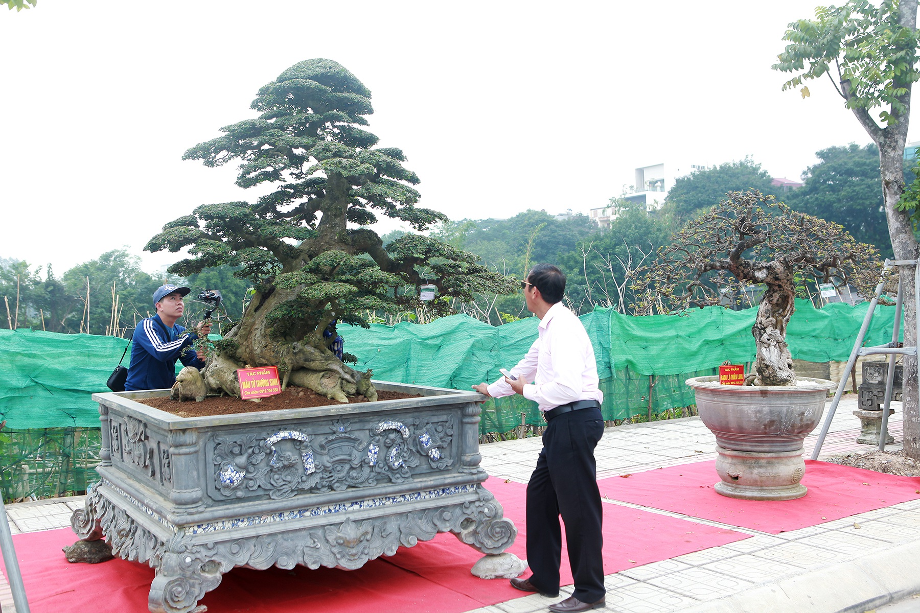 Cặp cây “không tuổi” có gì mà nhiều đại gia thèm muốn, trả giá tiền tỷ? - 6