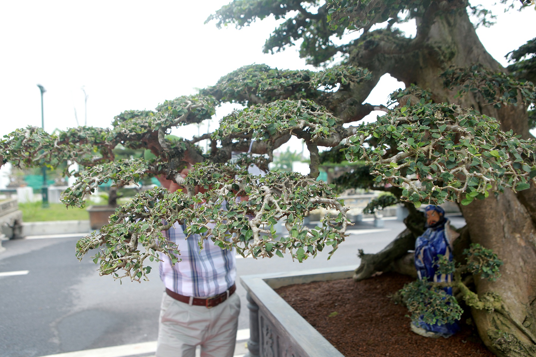 Cặp cây “không tuổi” có gì mà nhiều đại gia thèm muốn, trả giá tiền tỷ? - 8