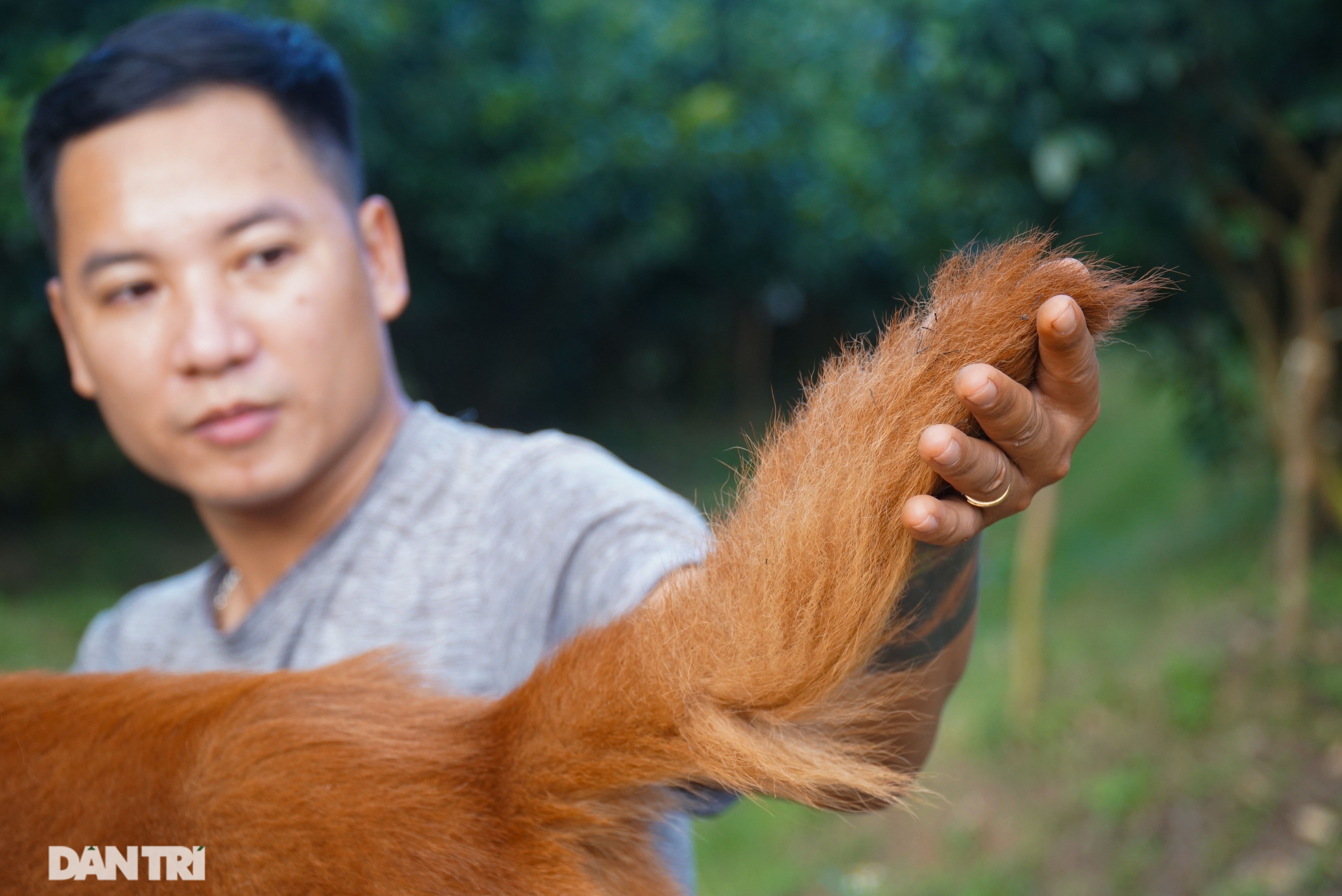 Hồi sinh giống chó săn cổ quý hiếm lừng danh đất Việt - 9