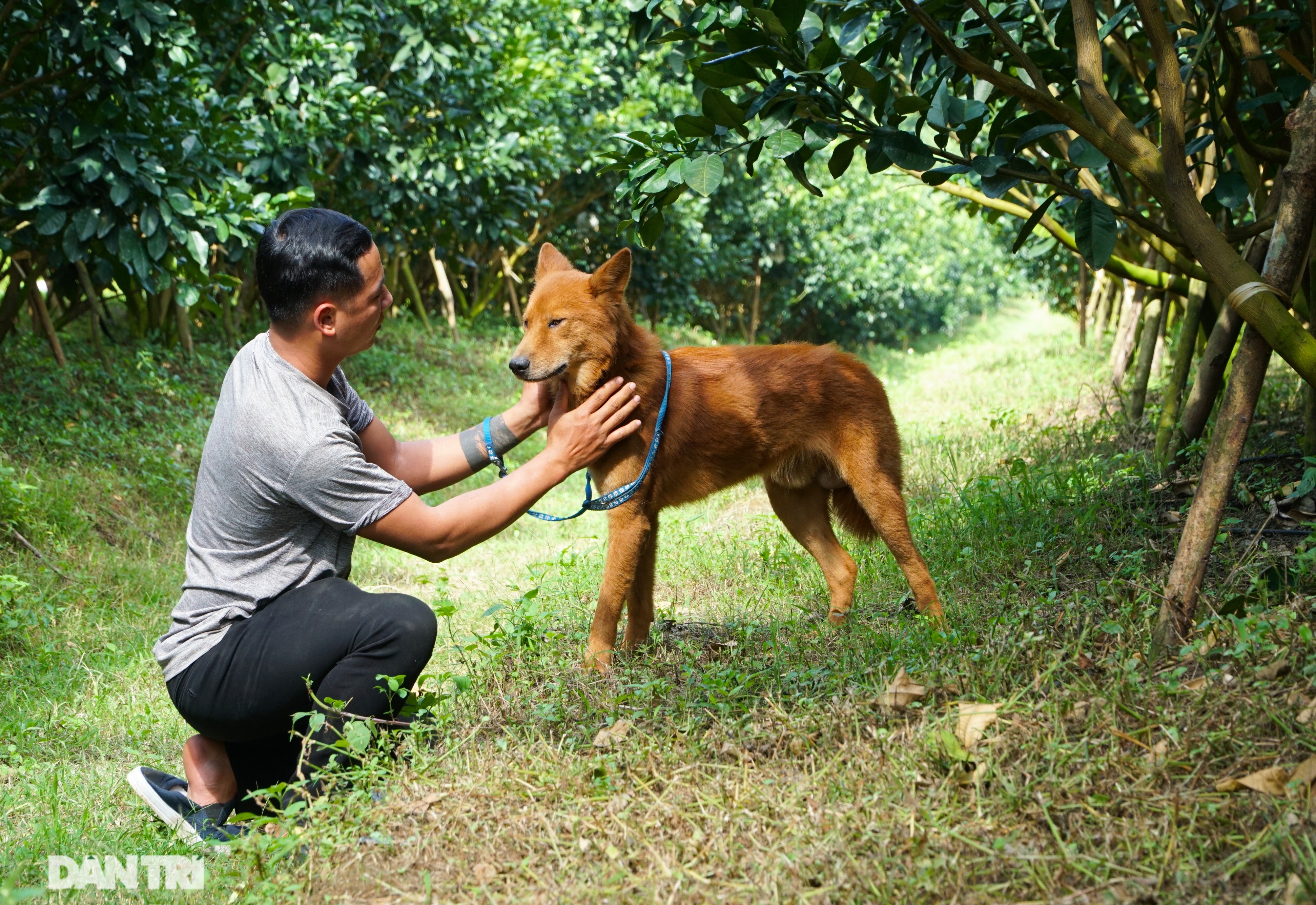 Hồi sinh giống chó săn cổ quý hiếm lừng danh đất Việt - 2