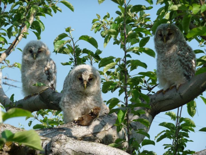 Xem cách diệt chuột siêu độc đáo của người Nhật - 1