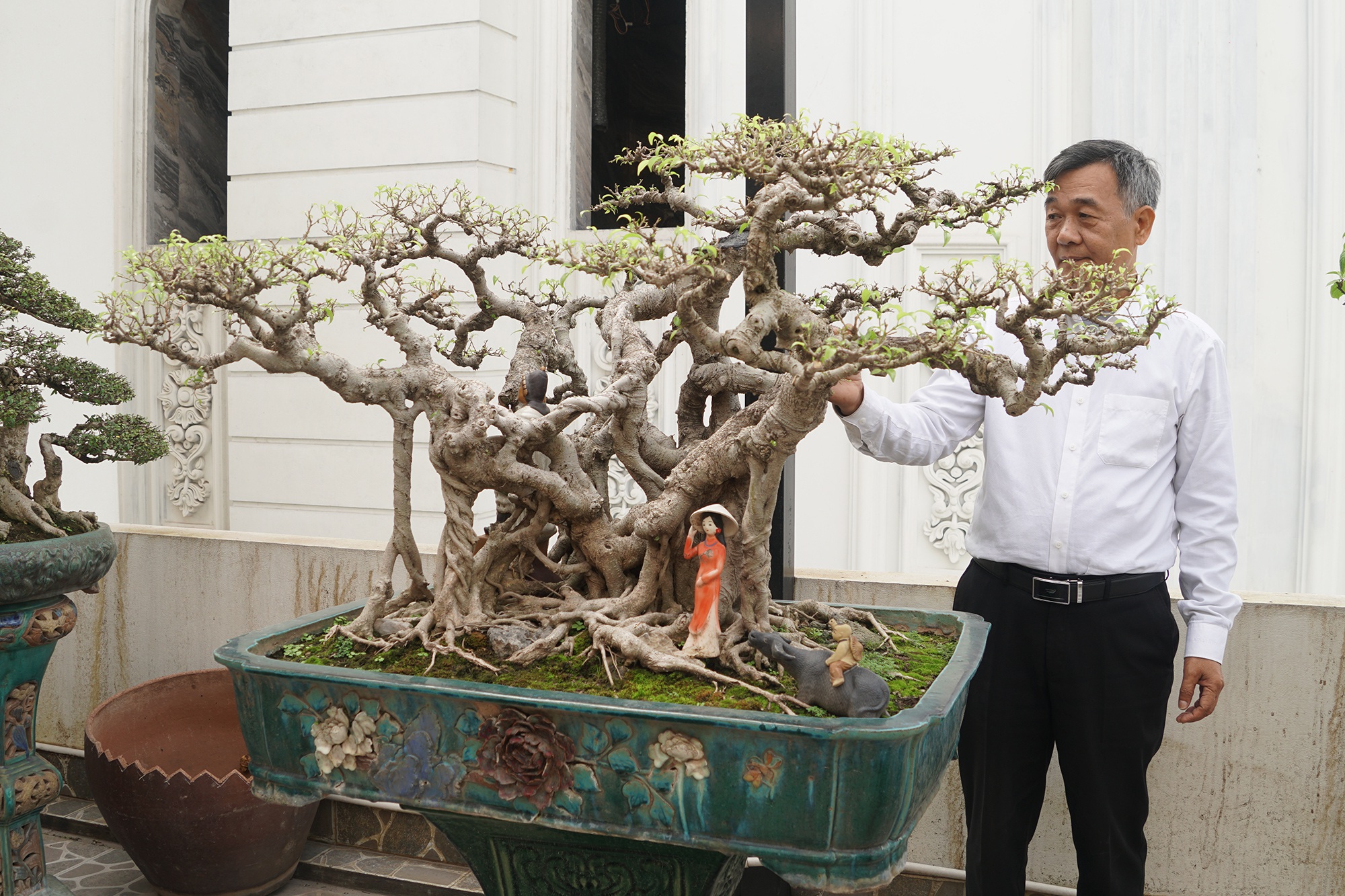 Đại gia chi gần 10 tỷ đồng mua cây cảnh đặt trên sân thượng ngắm mỗi ngày - 3
