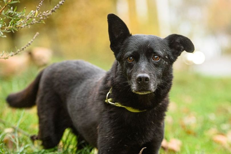 Chú chó mù tìm về với chủ sau hành trình 5 ngày 30 km - 1