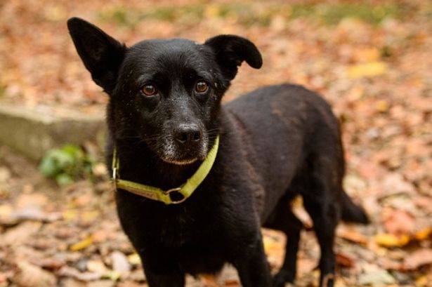 Chú chó mù tìm về với chủ sau hành trình 5 ngày 30 km - 3