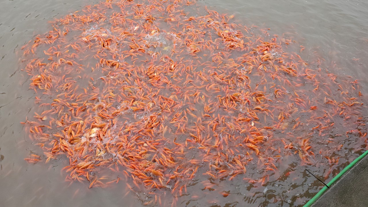 Tết ông Công, ông Táo: Người nuôi cá chép nhận đặt cọc hàng trăm triệu đồng - 3