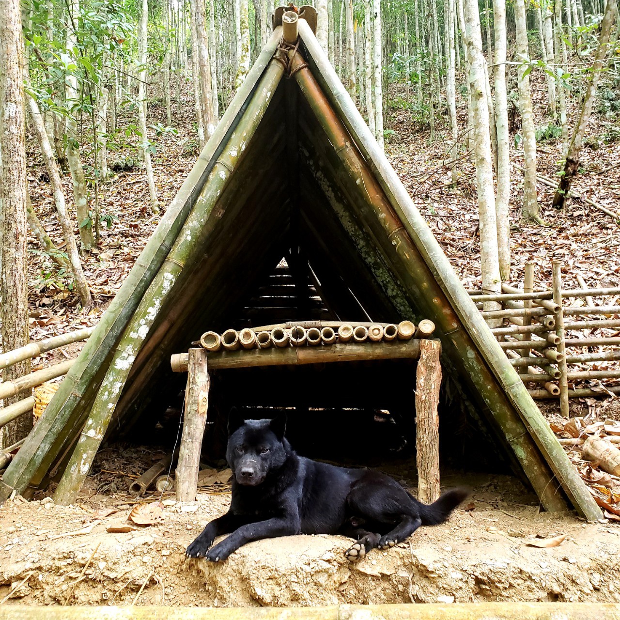 Chàng trai bỏ phố lên rừng: Nướng cá trên đá, luộc trứng trong ống nứa - 6