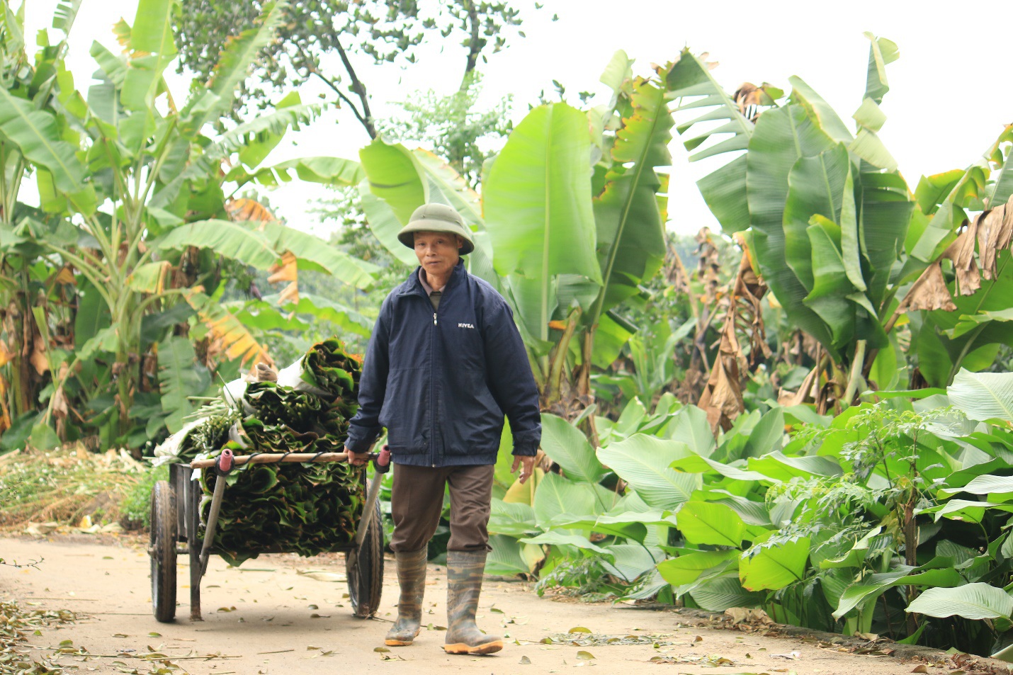 Ngôi làng cổ 400 năm trồng lá dong ở Hà Nội, người dân hái lá đếm tiền - 2