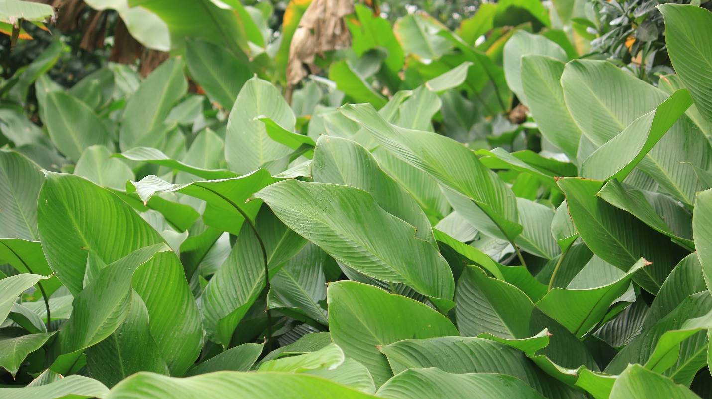 Ngôi làng cổ 400 năm trồng lá dong ở Hà Nội, người dân hái lá đếm tiền - 4