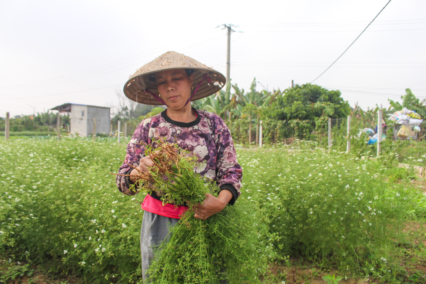 Ngôi làng Hà Nội trồng loại cây giải xui, chỉ thu hoạch 5 ngày cận Tết - 7
