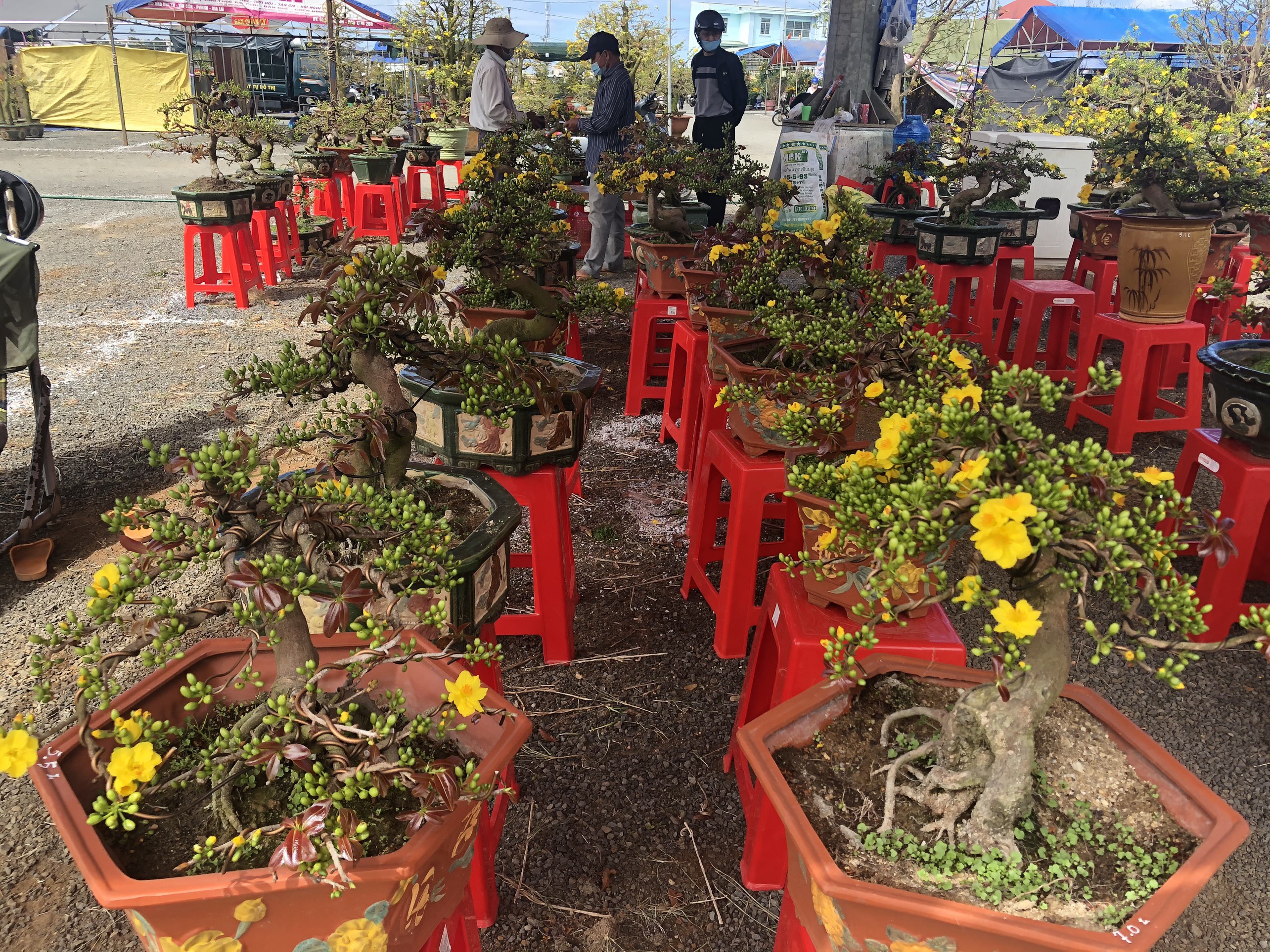 Cây dâu tằm nhuộm đỏ quả chín độc đáo hút khách chợ xuân - 5