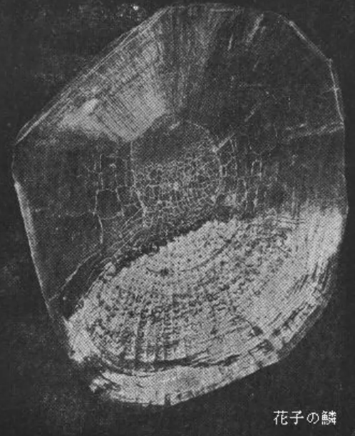 Con cá Koi già nhất thế giới 226 tuổi - 2