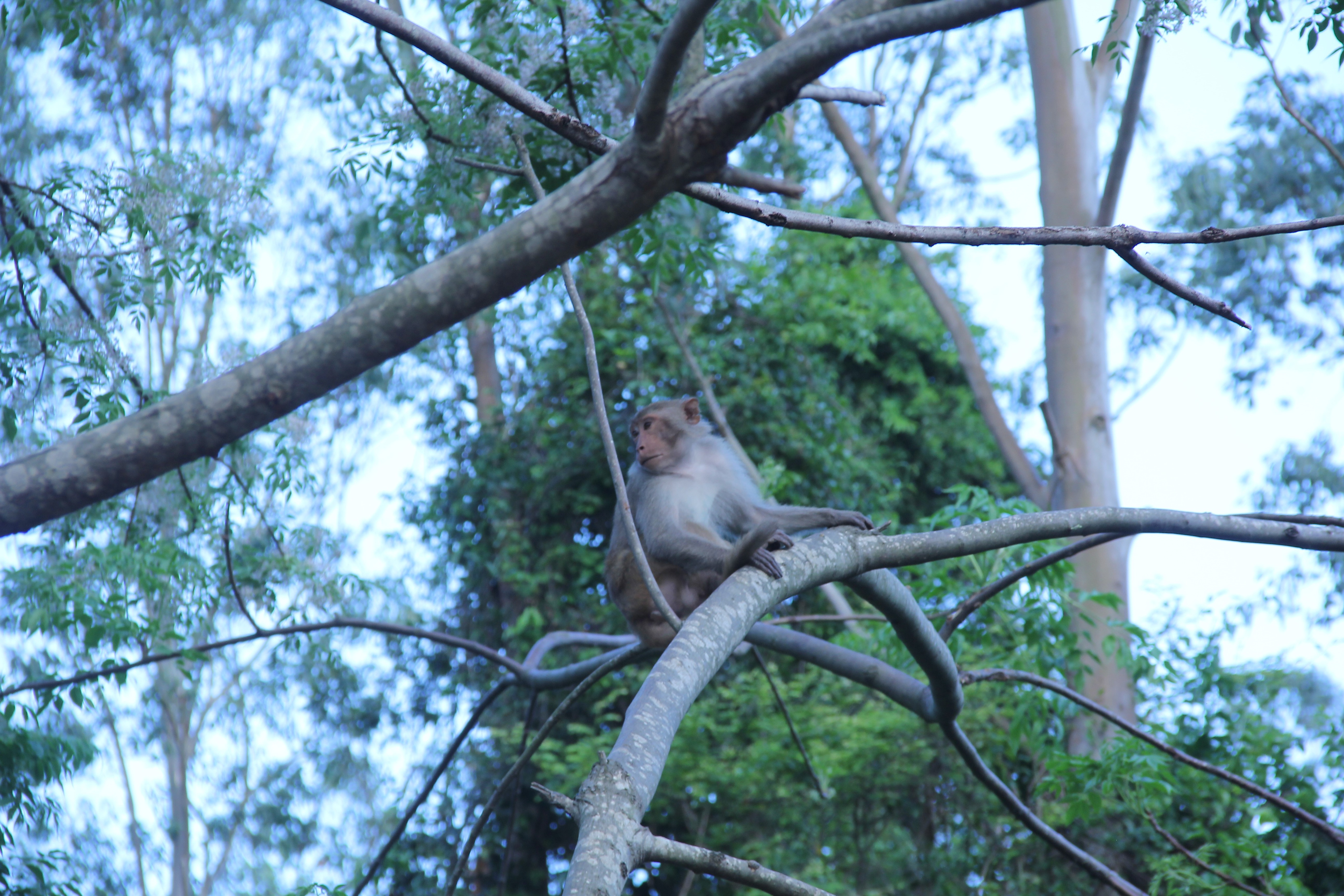 Tình nguyện viên canh gác ngăn người dân cho khỉ ăn tại Bán đảo Sơn Trà - 3