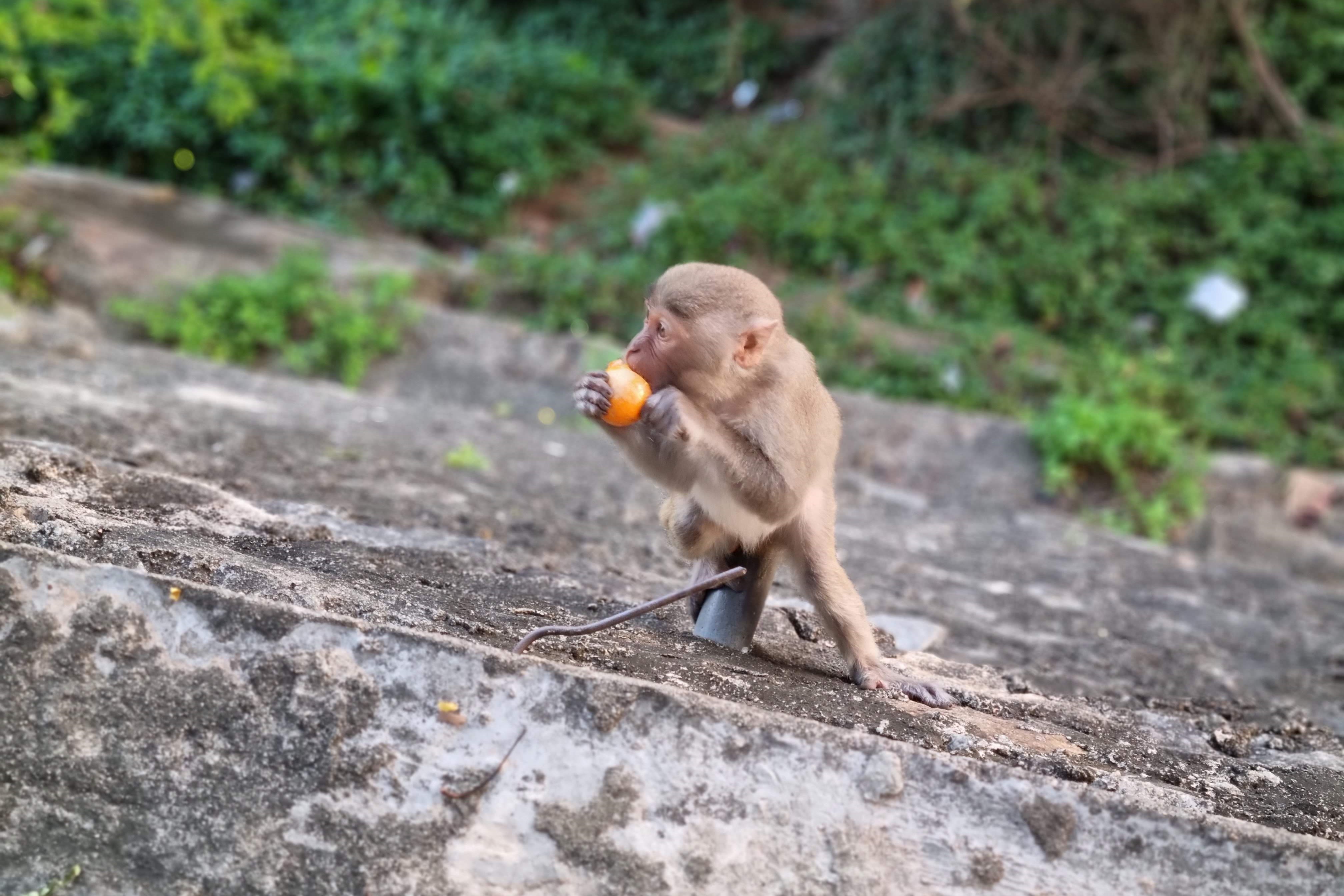 Tình nguyện viên canh gác ngăn người dân cho khỉ ăn tại Bán đảo Sơn Trà - 1