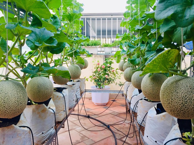 Cảnh trồng rau, nuôi gà, thả cá trên sân thượng của những nông dân phố - 1